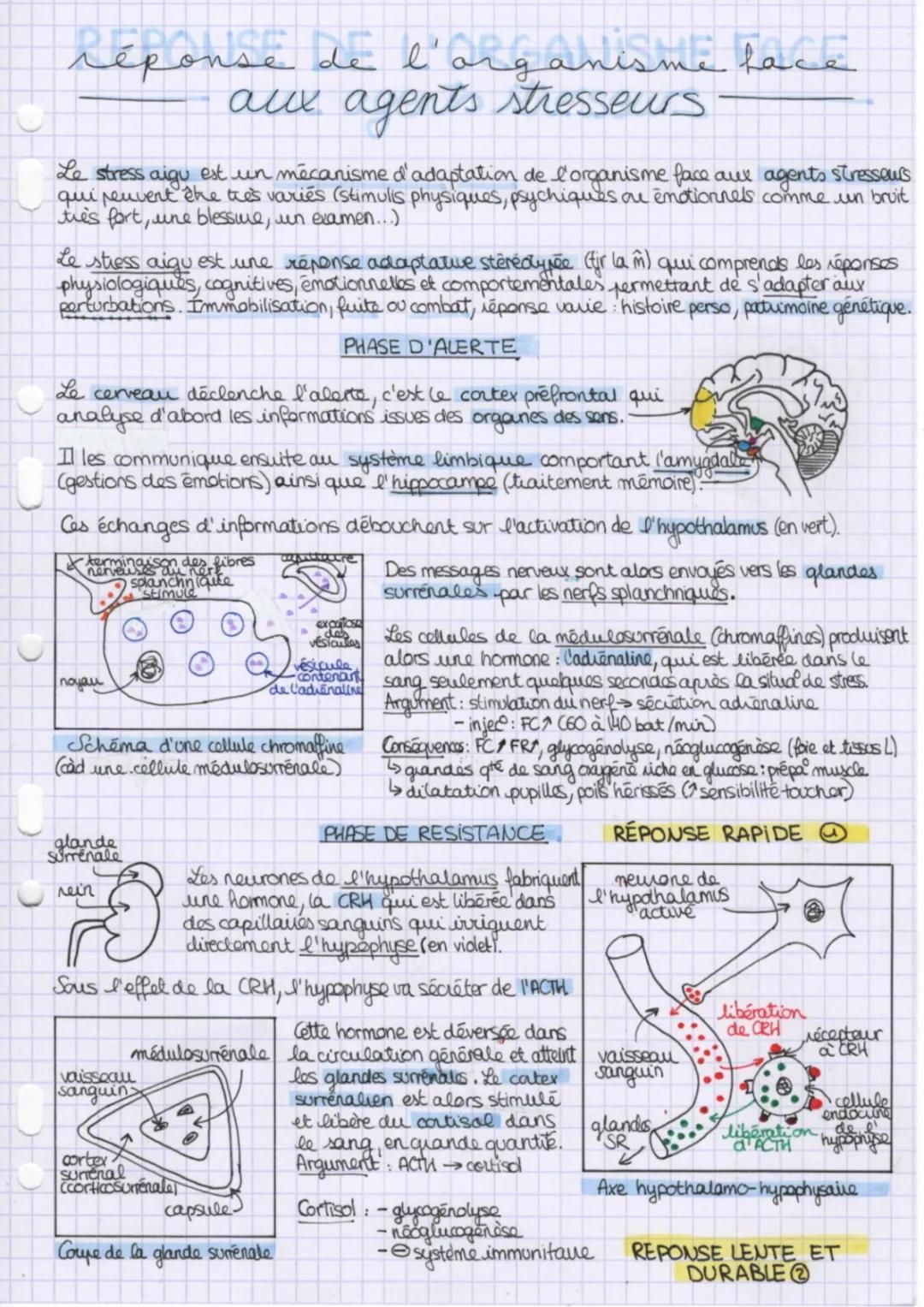 Stress et Comportement SVT Terminale: Schémas et Effets