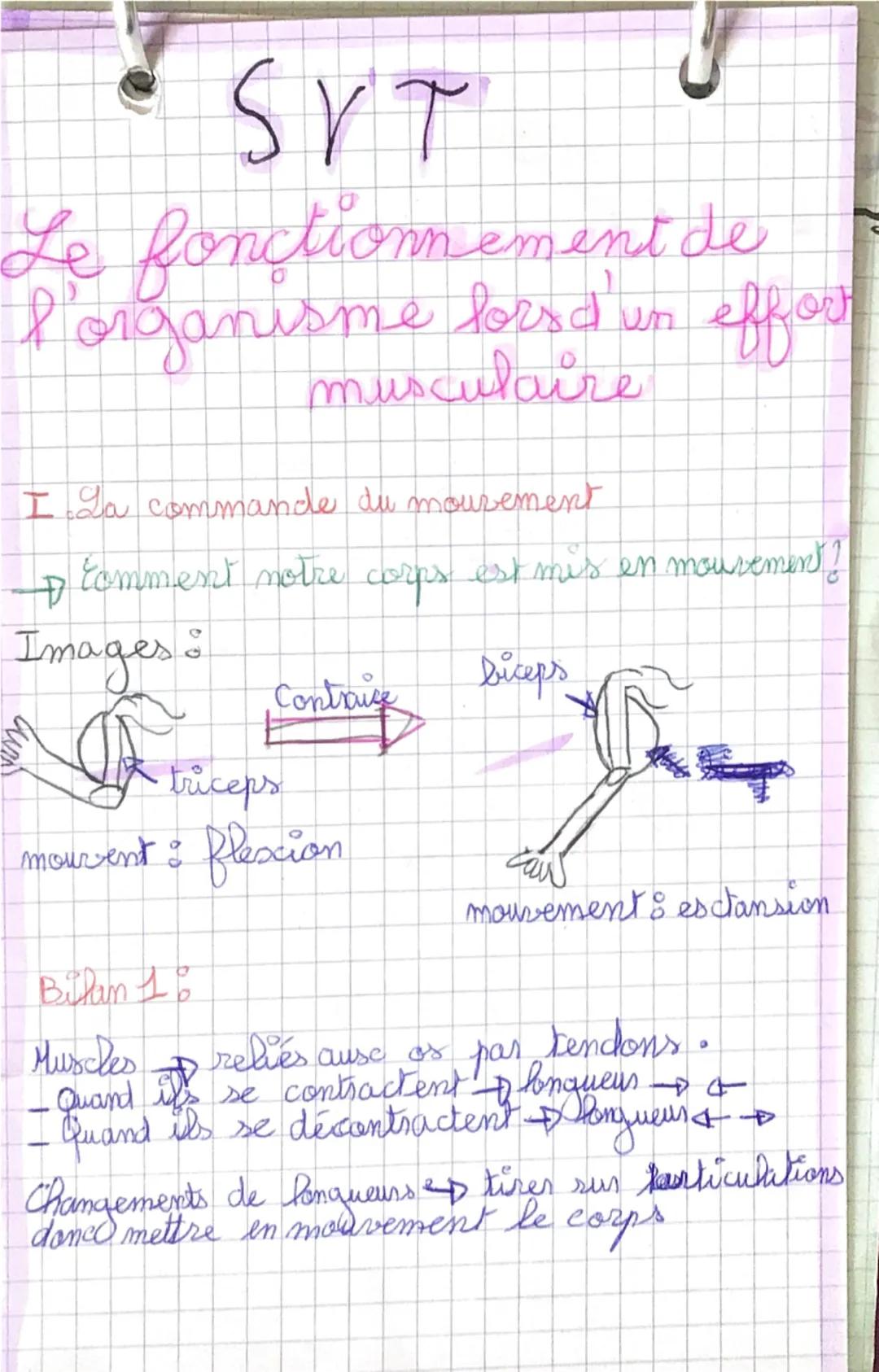 Svt les muscles 