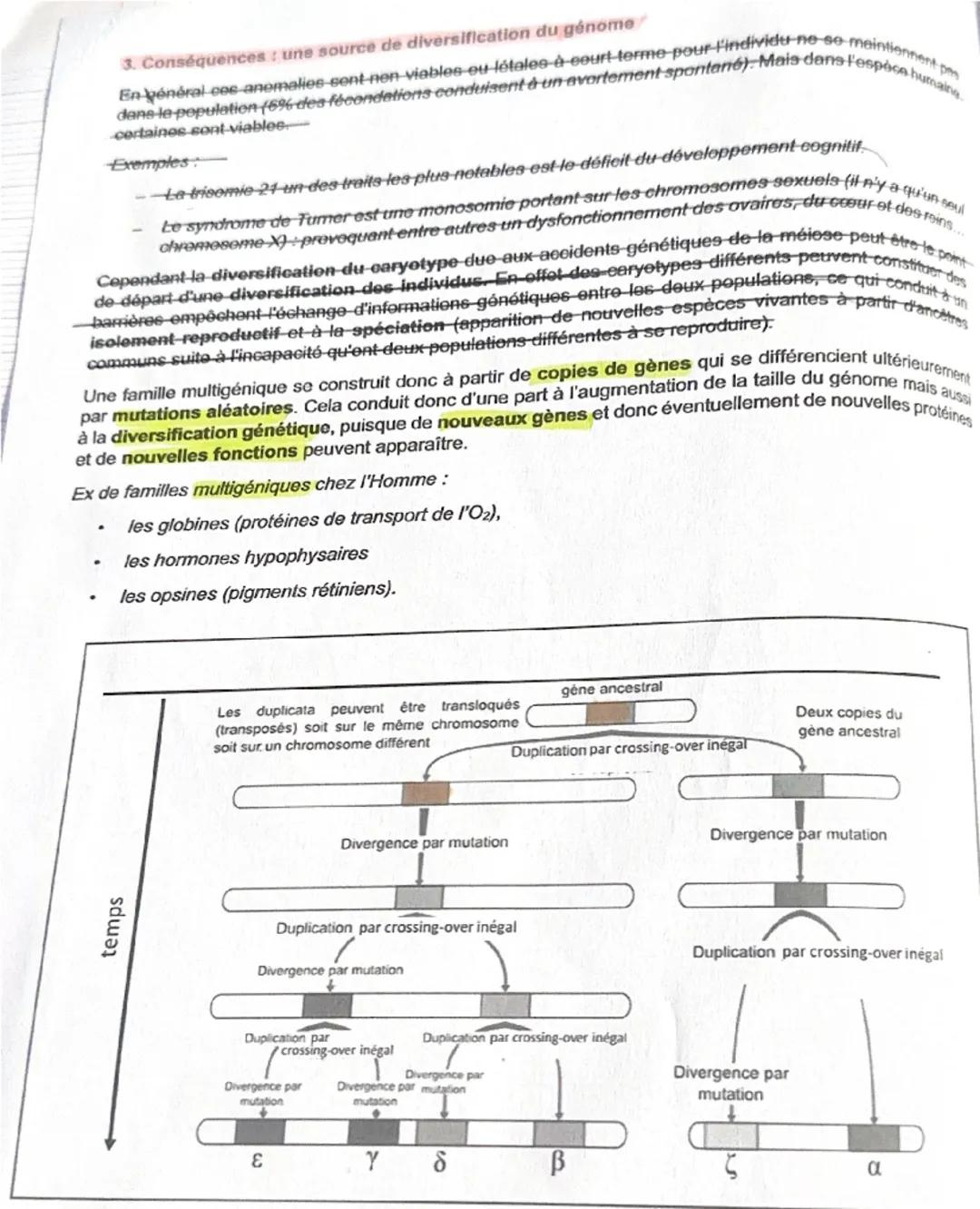 T1A C3: Les accidents génétiques de la mélose: de la variabilité des génomes à
l'évolution biologique
Le bon déroulement de l'alterance méio
