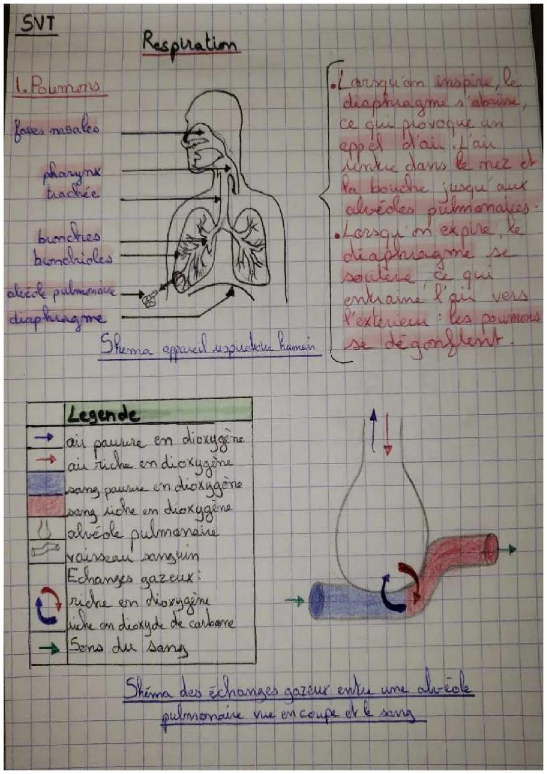 Comment ça marche ? Échanges gazeux dans les poumons et le diaphragme