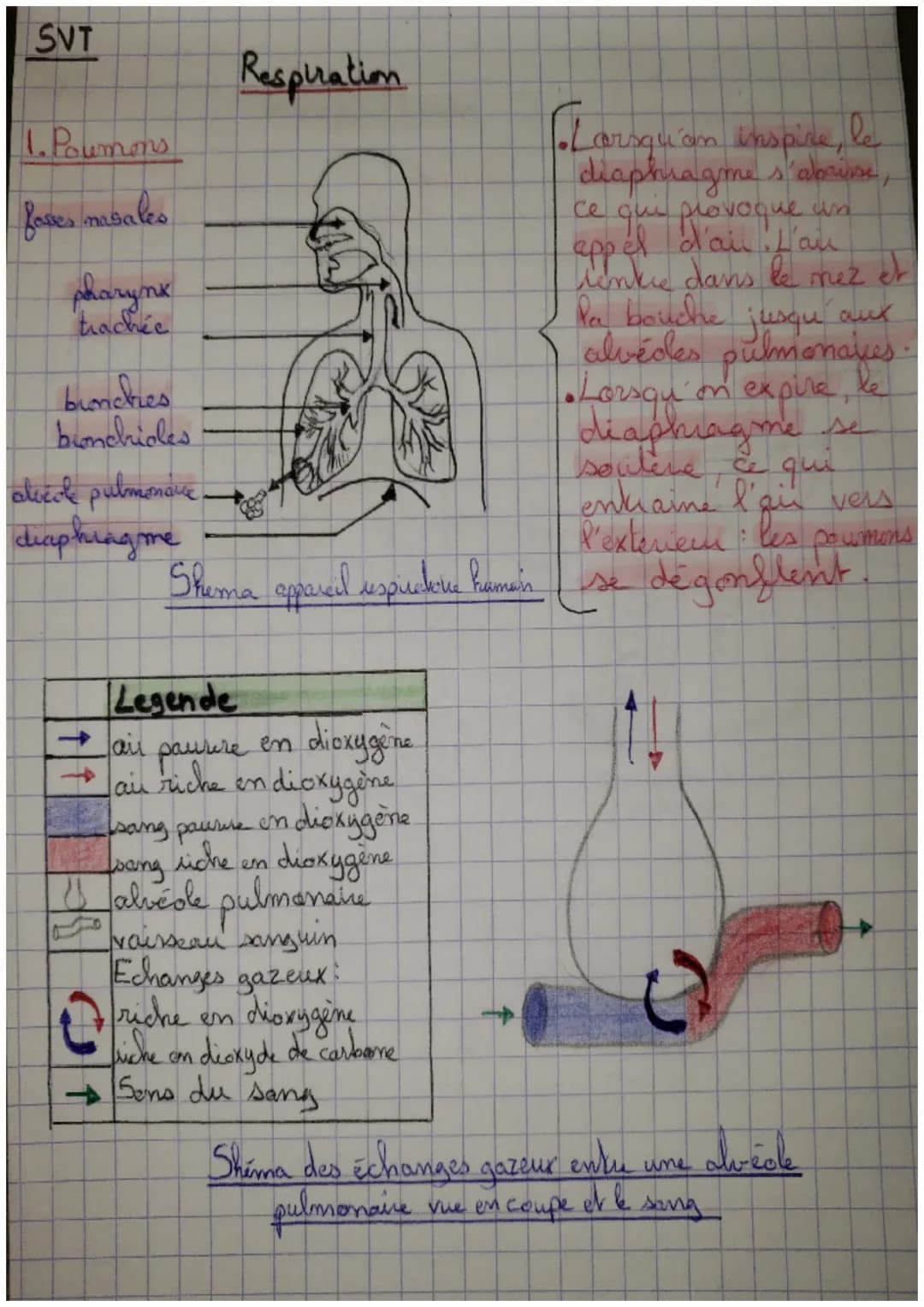 SVT
1. Poumons
masales
pharynx
trachée
buncties
binchioles
alicole pulmonare
diaphing me
->
Respiration
Legende
dioxygène
air paurere en
fai