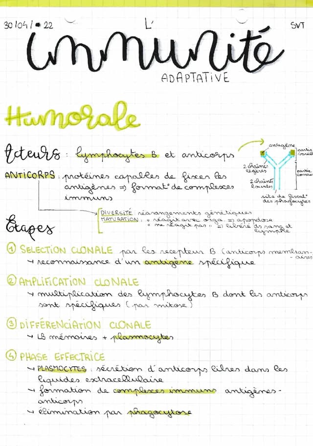 Know L'immunité adaptative thumbnail