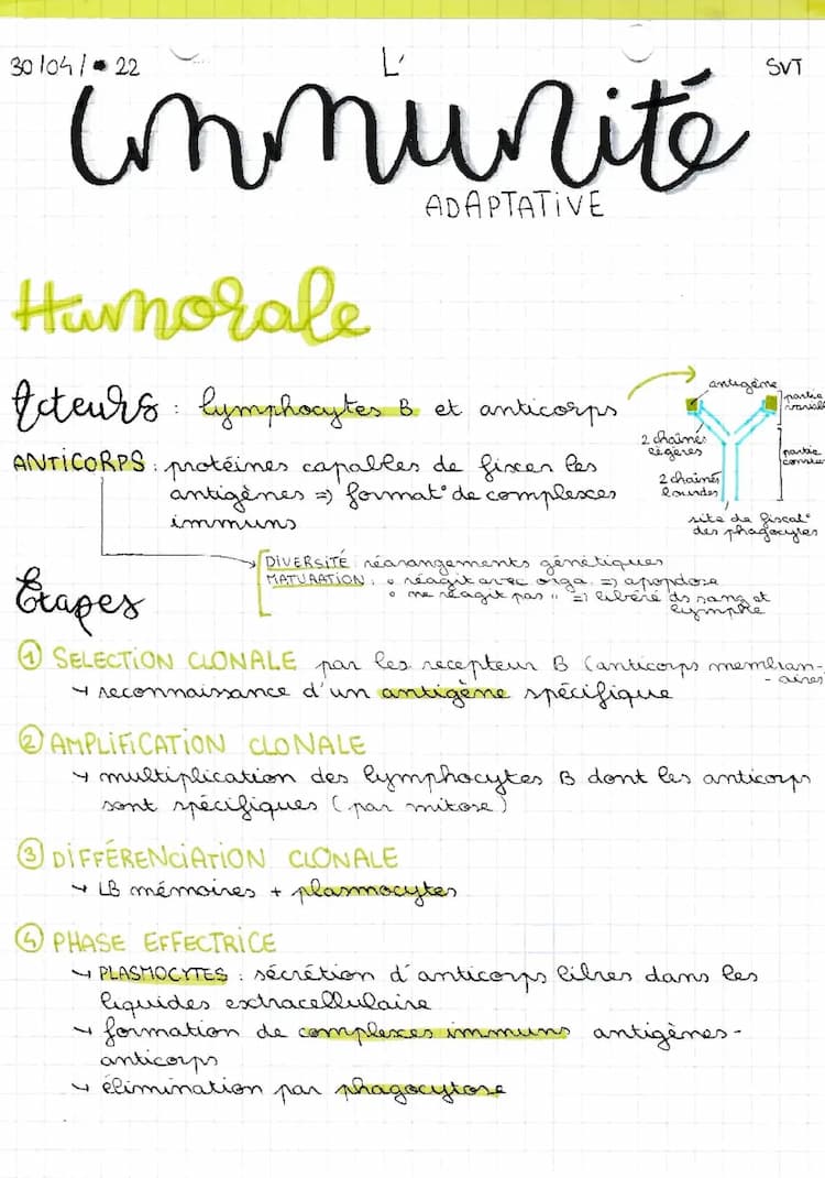 Know L'immunité adaptative thumbnail