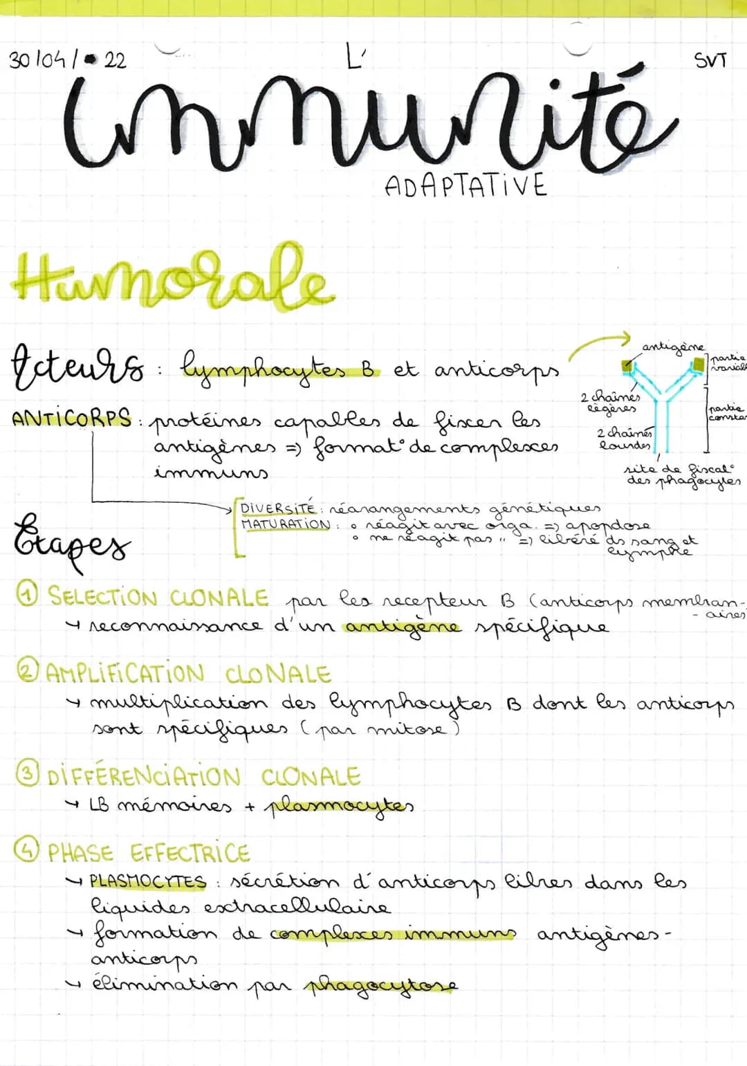 30104/ 22
immunite
Humorale
Ecteurs: lymphocytes
Crapes
lymphocytes 8 et anticorps
ANTICORPS protéines capables de fixer les
antigènes =) fo