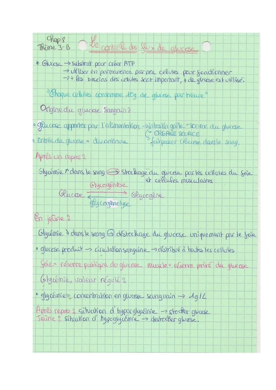 chap 8
Theme 3-B
- he controle des flux de glucose
substrat pour créer ATP
→ uhliser en permanence parnos cellules pour fonctionner
→+ les b