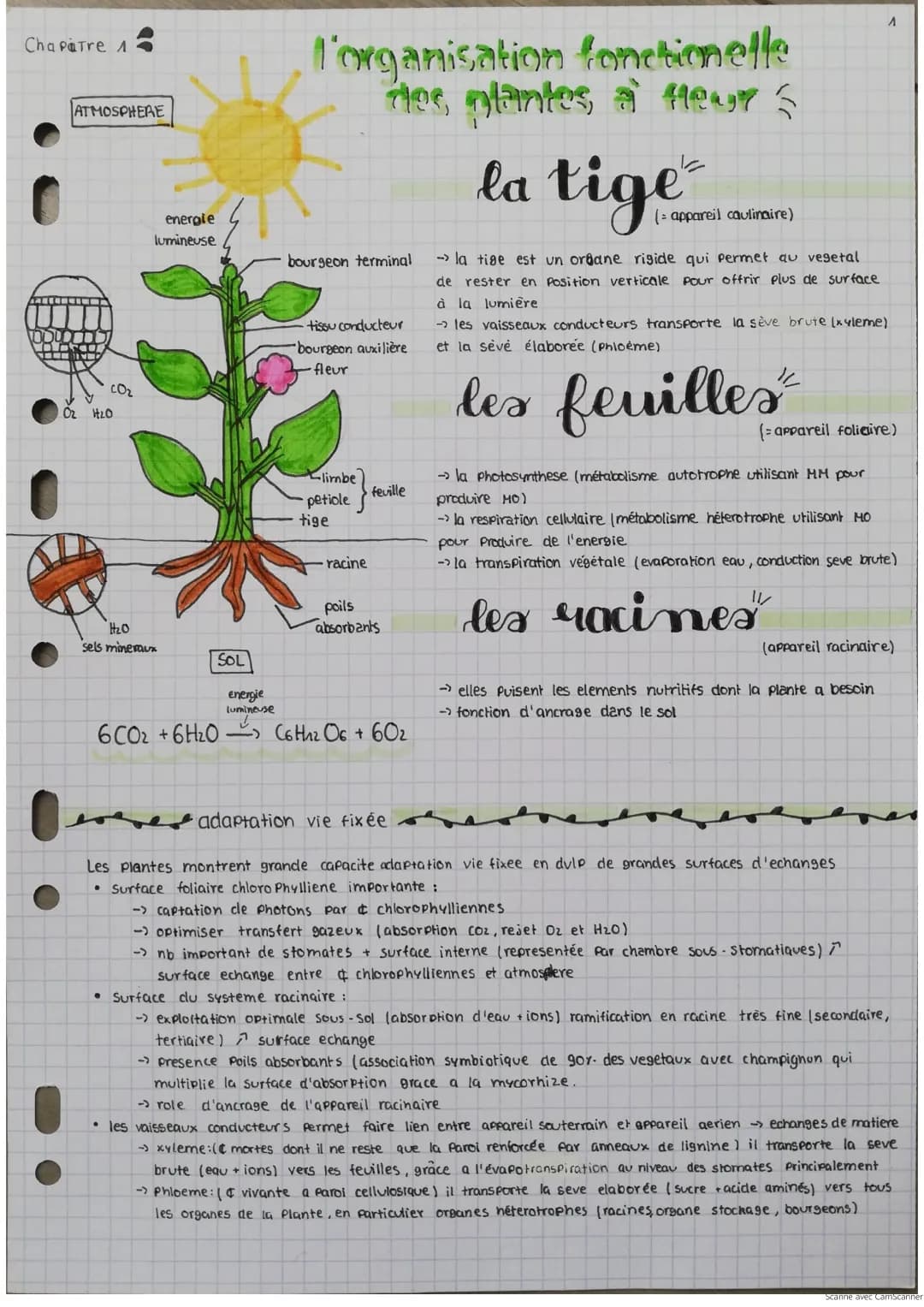L'organisation fonctionnelle des plantes à fleurs - Fiche de révision et schémas SVT Terminale