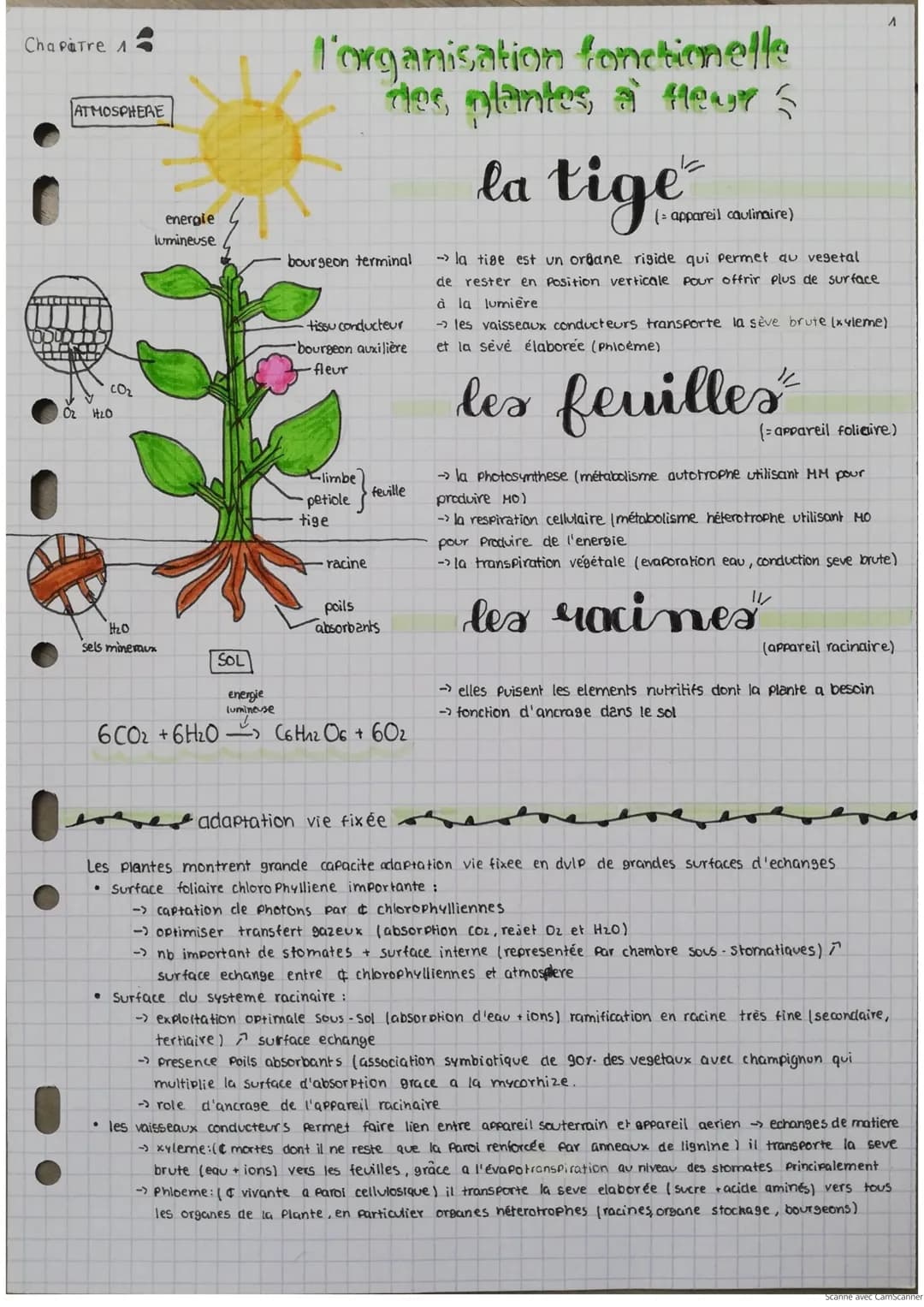 Chapitre 1
ATMOSPHERE
102 1₂0
energie
lumineuse
H₂O
sels mineraux
SOL
energie
lumineuse
l'organisation fonctionelle
des plantes a feur
bourg