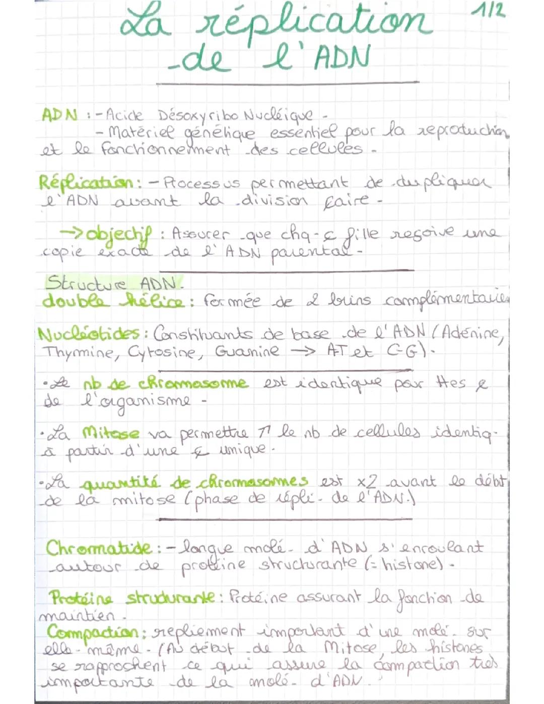 La réplication de l’ADN