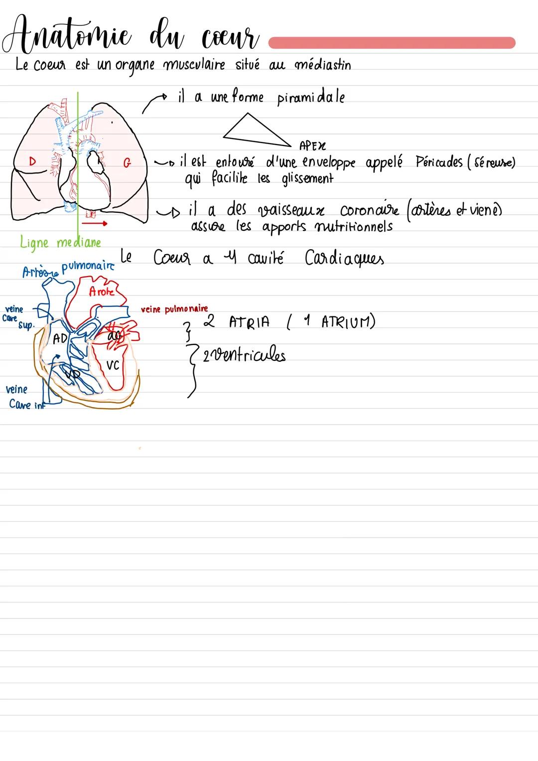  Anatomie du cœur
Le coeur est un organe musculaire situé au médiastin
il a une forme piramidale
Ligne mediane
Arrese pulmonaire
Arote
veine