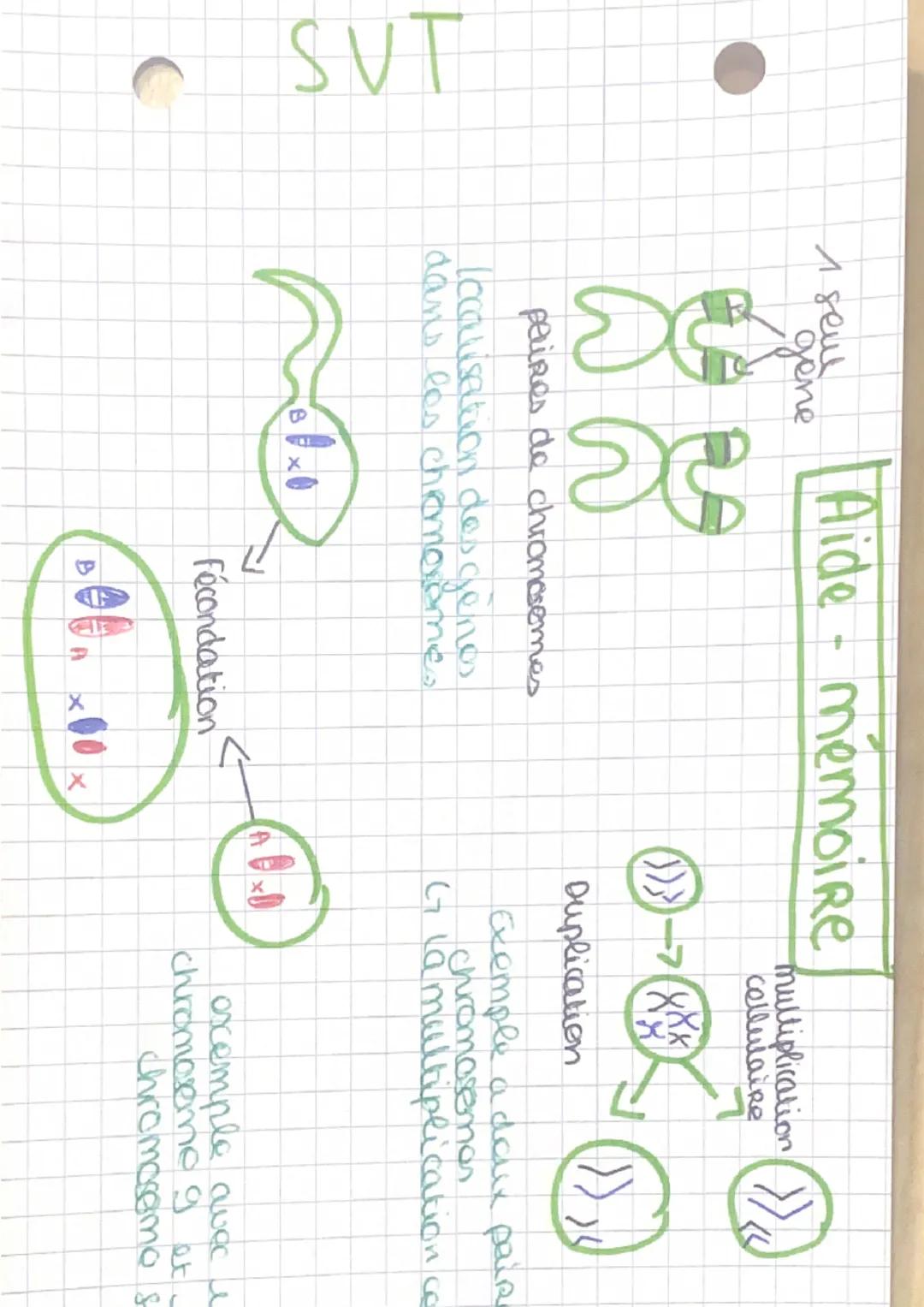 SVT

1 seul
gene

Aide mémoire

multiplication
cellulaire

peines de chromosomes

Localisation des genes
dans les chemoveme

Duplication

Ex