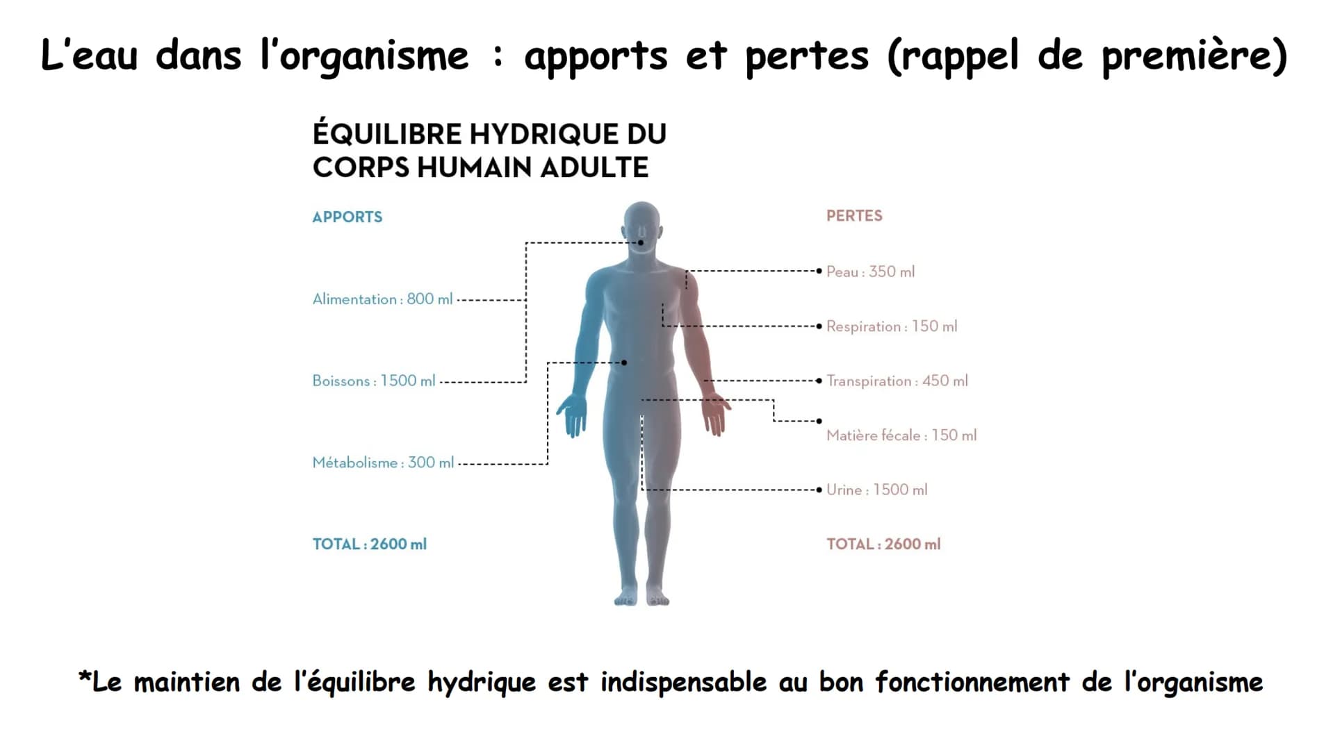 Chapitre 6 Milieu intérieur et homéostasie
:
1 Chapitre 6 Milieu intérieur et homéostasie
I. Milieu intérieur et compartimentation
1. Les co