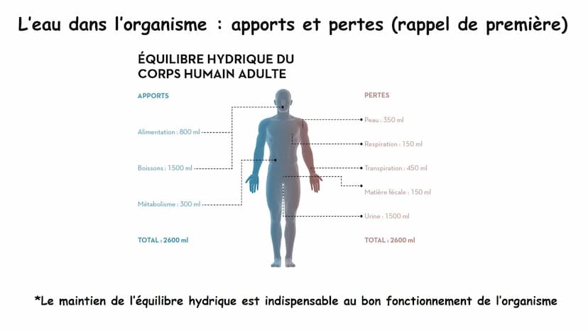 Chapitre 6 Milieu intérieur et homéostasie
:
1 Chapitre 6 Milieu intérieur et homéostasie
I. Milieu intérieur et compartimentation
1. Les co