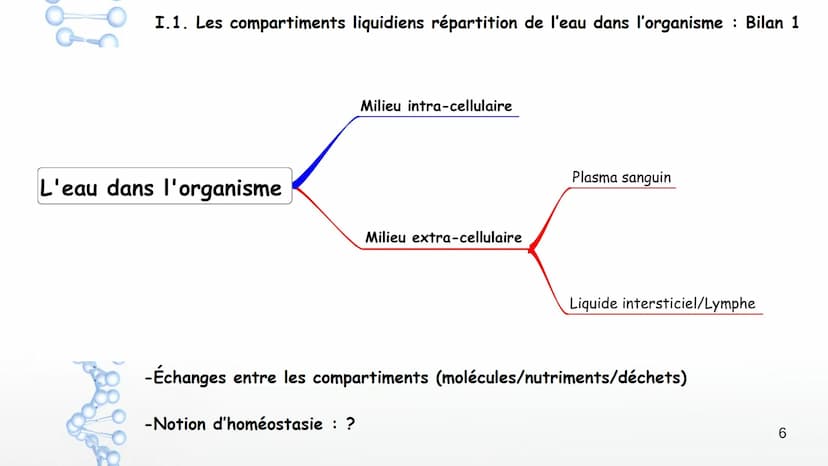 Chapitre 6 Milieu intérieur et homéostasie
:
1 Chapitre 6 Milieu intérieur et homéostasie
I. Milieu intérieur et compartimentation
1. Les co