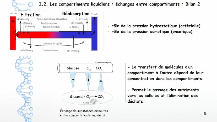 Chapitre 6 Milieu intérieur et homéostasie
:
1 Chapitre 6 Milieu intérieur et homéostasie
I. Milieu intérieur et compartimentation
1. Les co