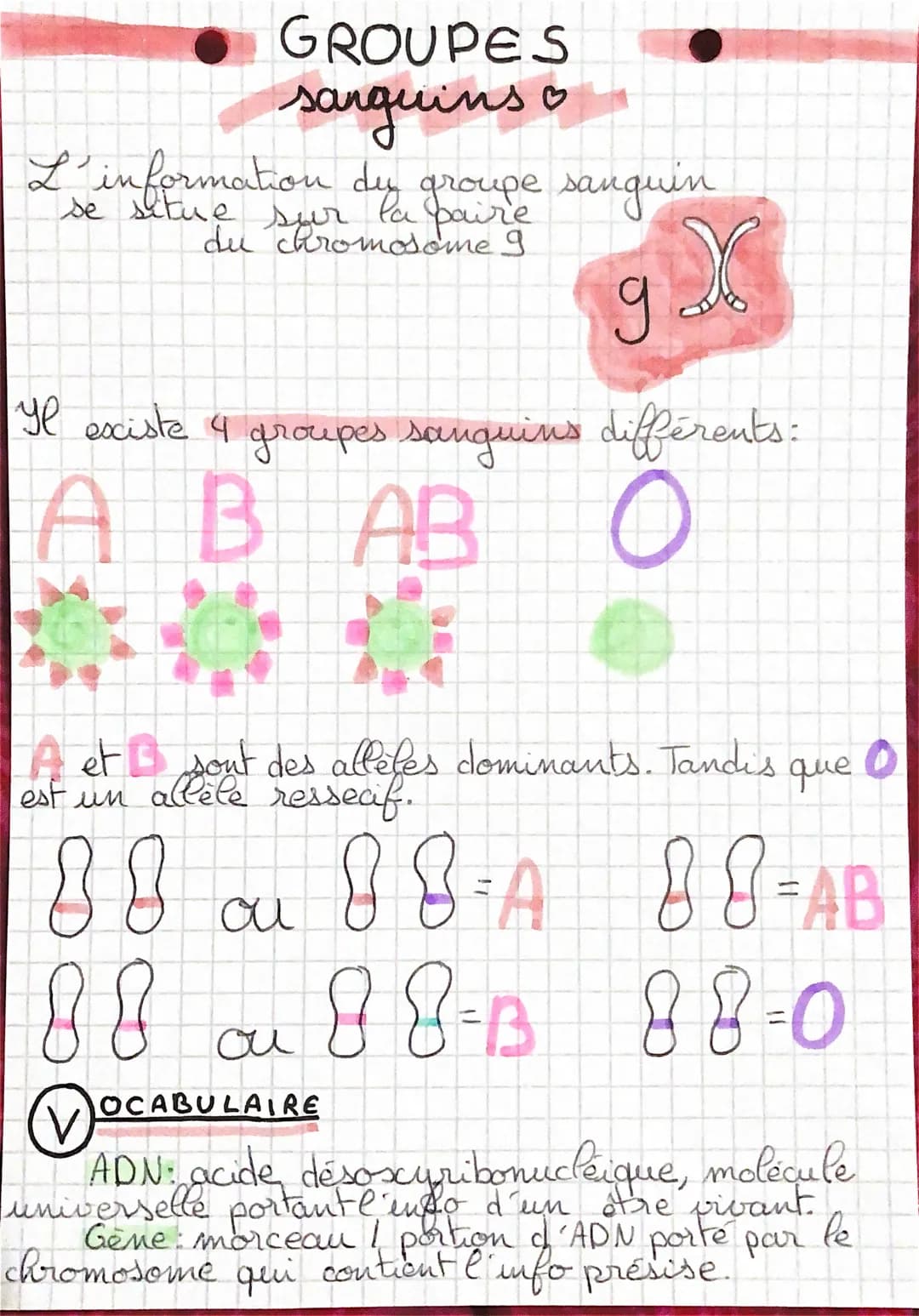 GROUPES
sanguins
L'information du groupe sanguin
la
du chromosome 9.
gX
Il existe 4 groupes sanguins différents :
A B AB
O
A et B sont des a