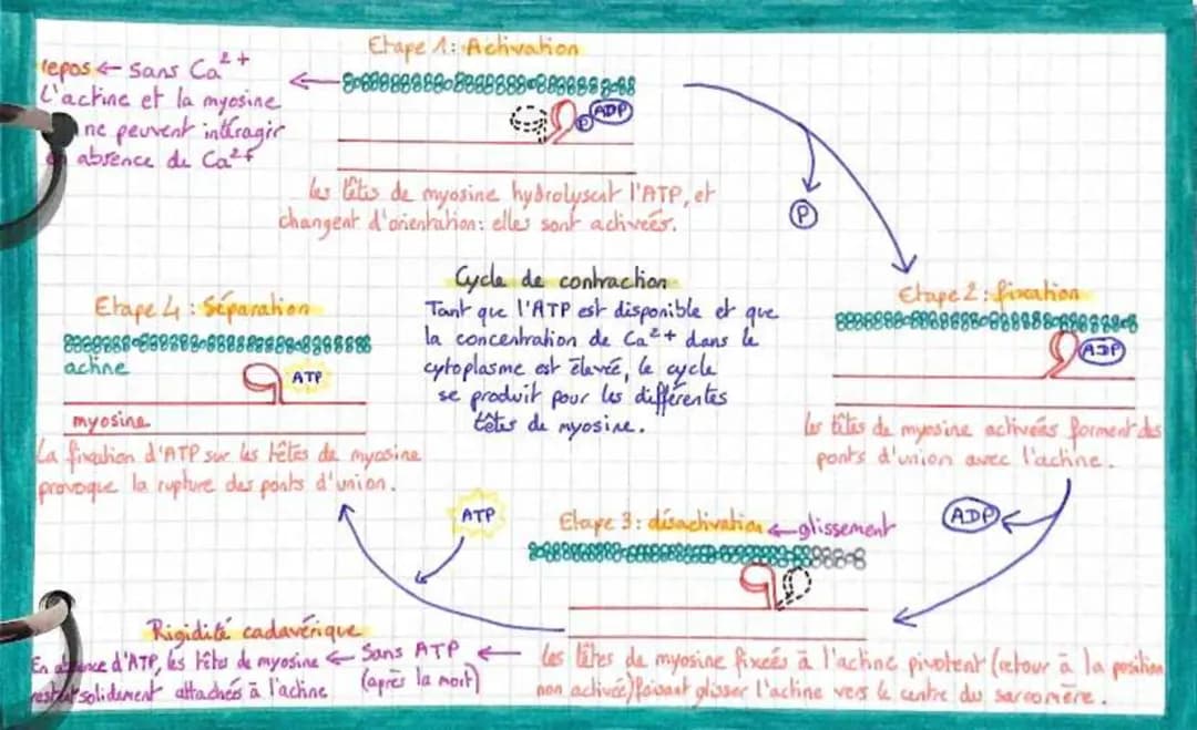 Cycle de contraction