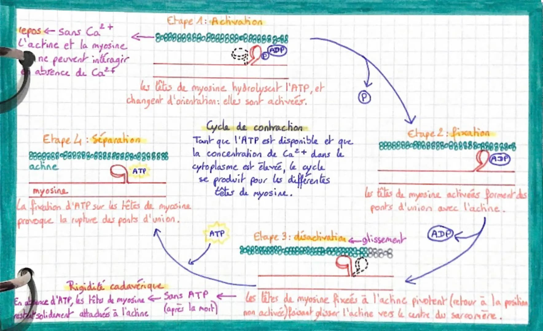 2+
repos ← Sans Ca²+
L'actine et la myosine
i ne peuvent interagir
absence de Ca²f
achine
Etape 1: Activation
88888888888888888888888-88
Eta