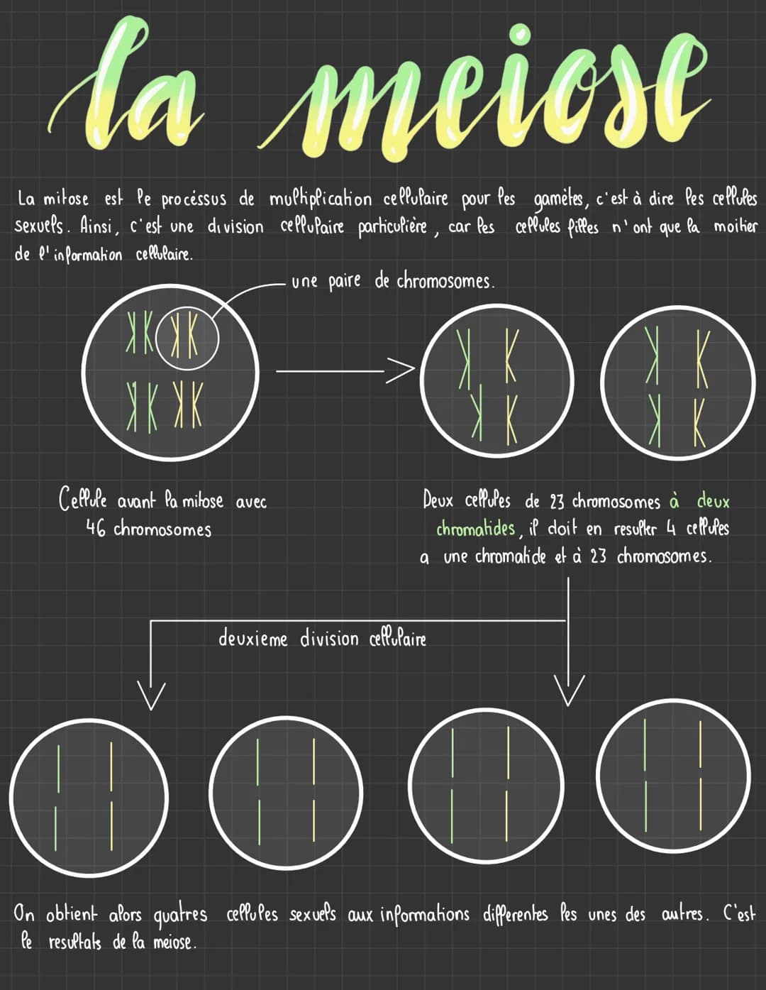 la meiose
La mitose est le processus de multiplication cellulaire pour les gamètes, c'est à dire les cellules
sexuels. Ainsi, c'est une divi