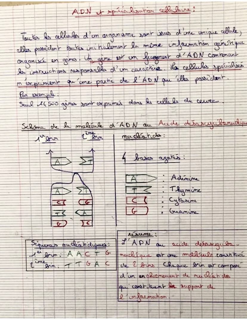 complémentarité des bares
Les bases (nucléa tides) s'associert
L
l'infermati
than gone rique.
Thymune et du cytosine avec
pour créés be supp