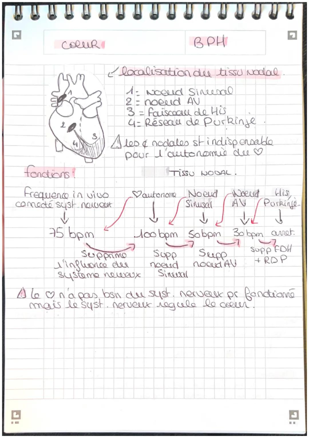 G

COCUR

BPH

Schema myocarde,

Sang riche en O2
Sang pauvre en 02

Artere corte

veine cave superieur

veine pulmo d

artère pulmonare

ve