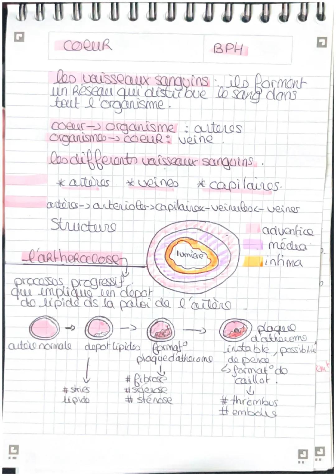 G

COCUR

BPH

Schema myocarde,

Sang riche en O2
Sang pauvre en 02

Artere corte

veine cave superieur

veine pulmo d

artère pulmonare

ve