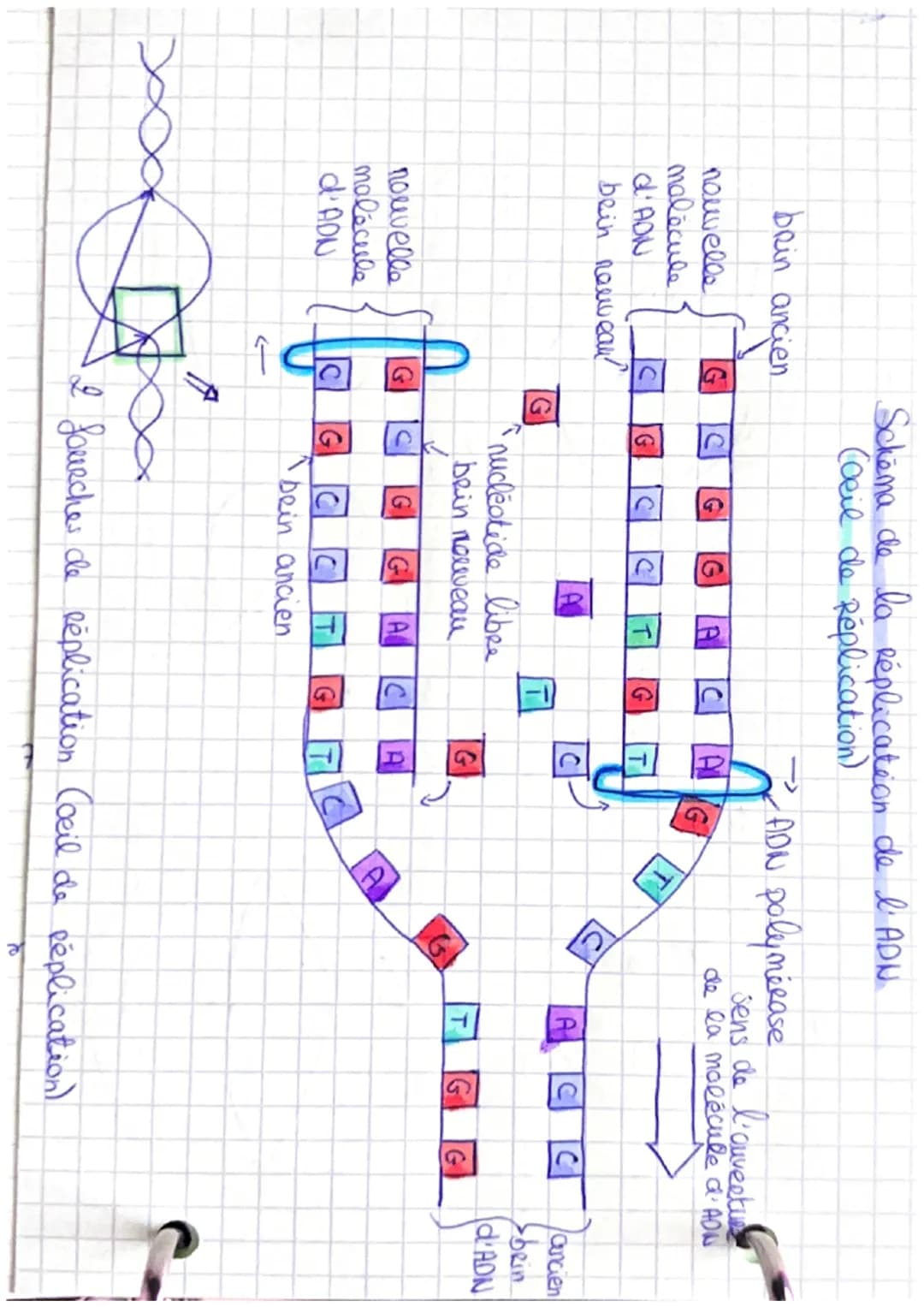 brin ancien
nouvelle
molécule
d'ADN
bein newear?
nouvelle
molécule
d'ADN
G
S
1
Schema de la Réplication de l'ADN
(oeil de Réplication)
G
G
↓