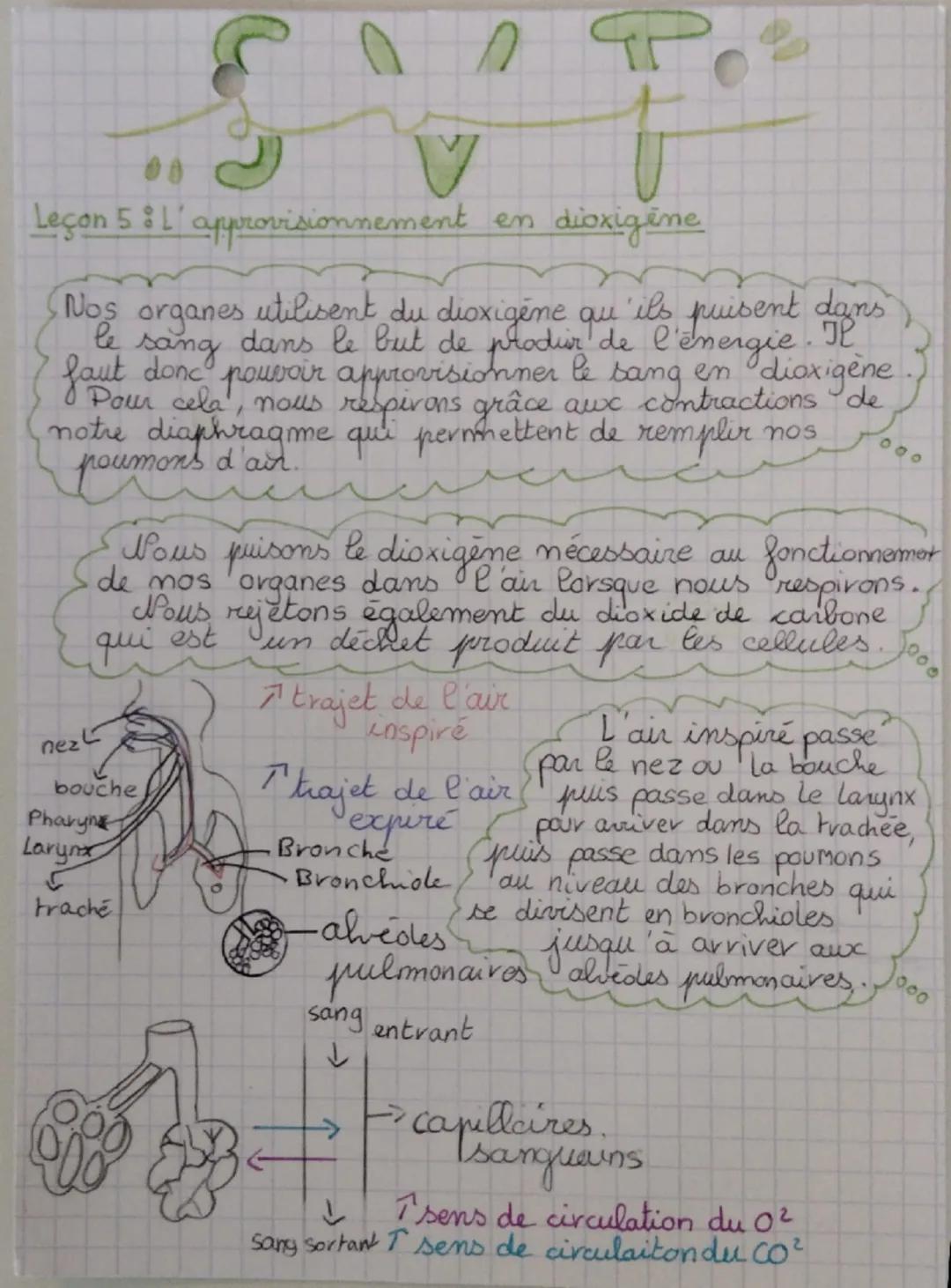 00

Leçon 5 : L' approvisionnement en dioxigène

Nos organes utilisent du dioxigène qu'ils puisent dans
le sang dans le but de prodir de l'é