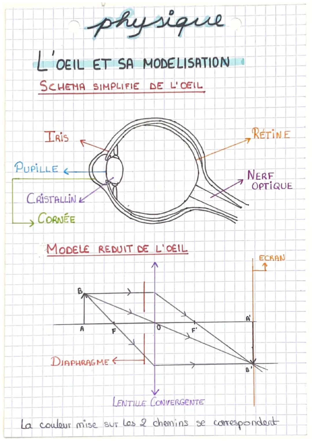 physique
L'OEIL ET SA MODELISATION
SCHEMA SIMPLIFIE DE L'OEIL
TRIS
PUPILLE&
→
CRISTALLIN
CORNEE
MODELE REDUIT DE L'OEIL
B
A
F
DIAPHRAGME ←
i