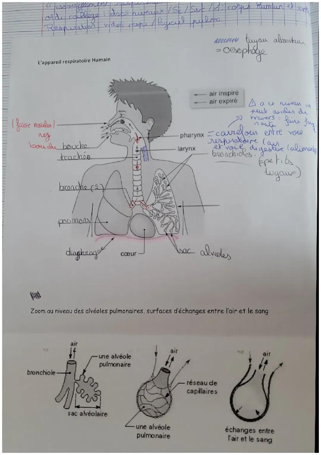 Système Respiratoire Humain