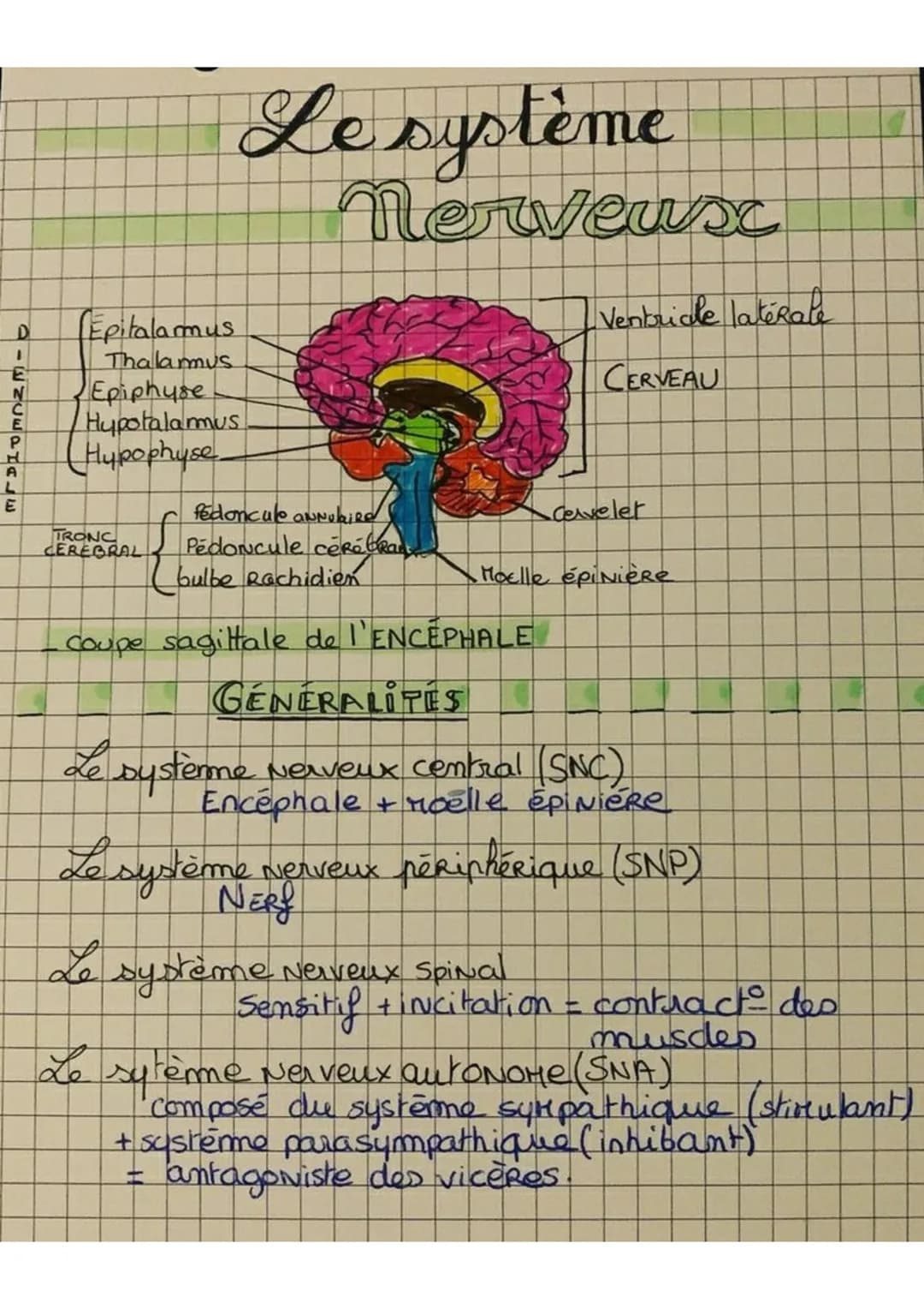 DIENCEPHALE
А
Epitalamus
Thalamus
Epiphyse
Hypotalamus
Hypophyse
TRONC
CEREBRAL
{
Le système
nerveux
fedoncule auNebiRe
Pédoncule cérébrans
