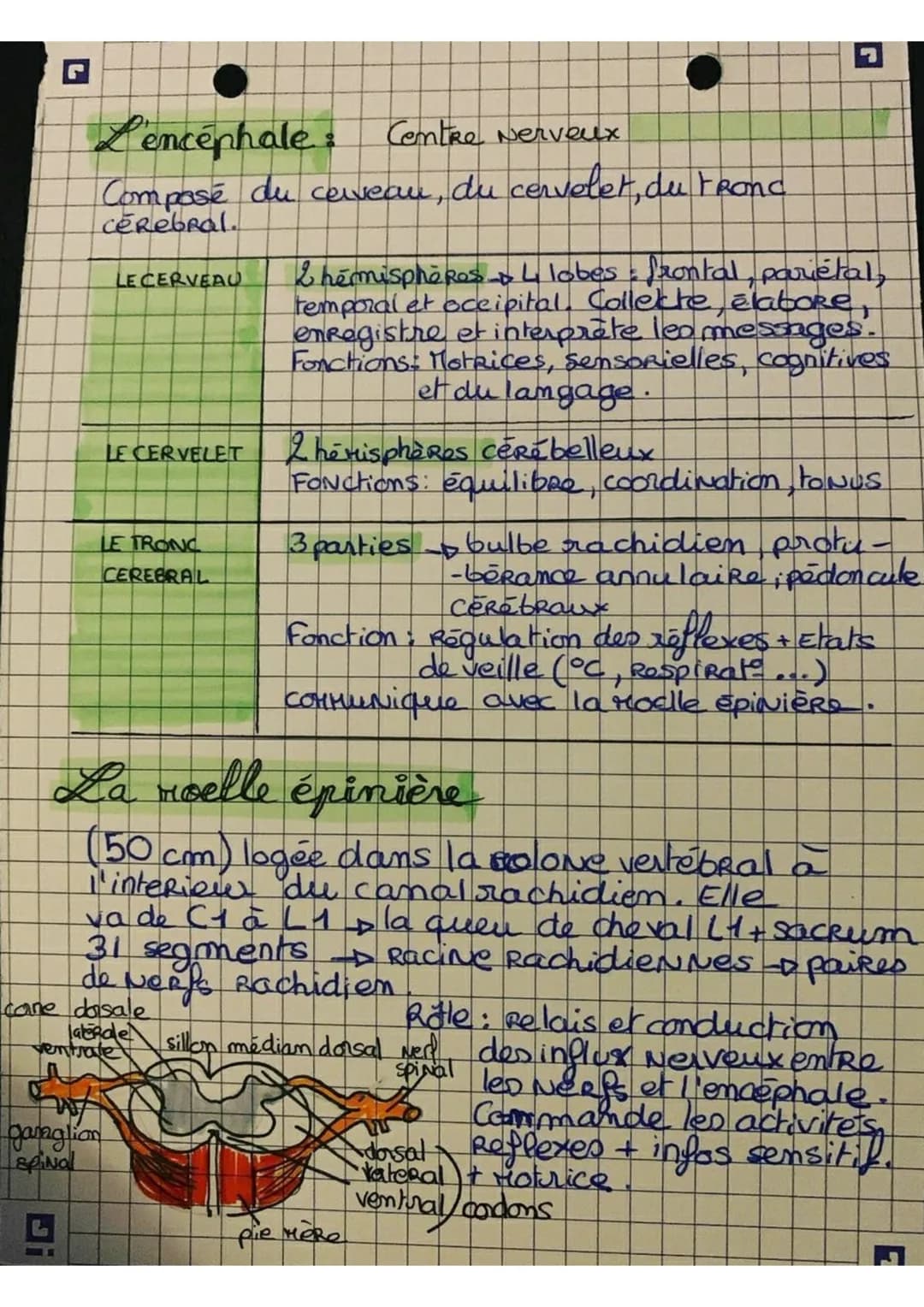 DIENCEPHALE
А
Epitalamus
Thalamus
Epiphyse
Hypotalamus
Hypophyse
TRONC
CEREBRAL
{
Le système
nerveux
fedoncule auNebiRe
Pédoncule cérébrans
