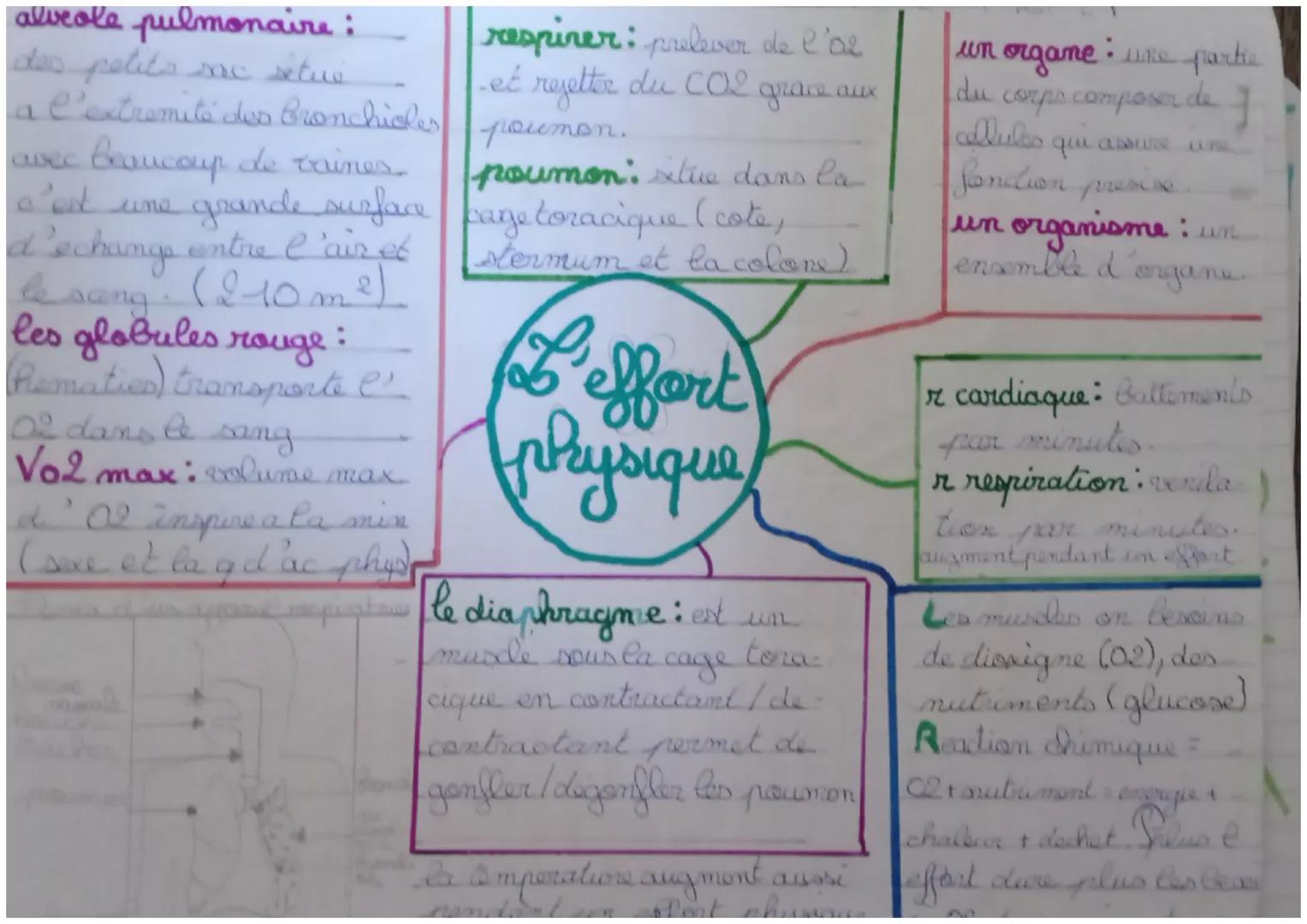 alveole pulmonaire:
des petits mc situe
a l'extremité des bronchioles
avec beaucoup de vaines
respiner: prelever de l'ar
-et rejetter du CO2