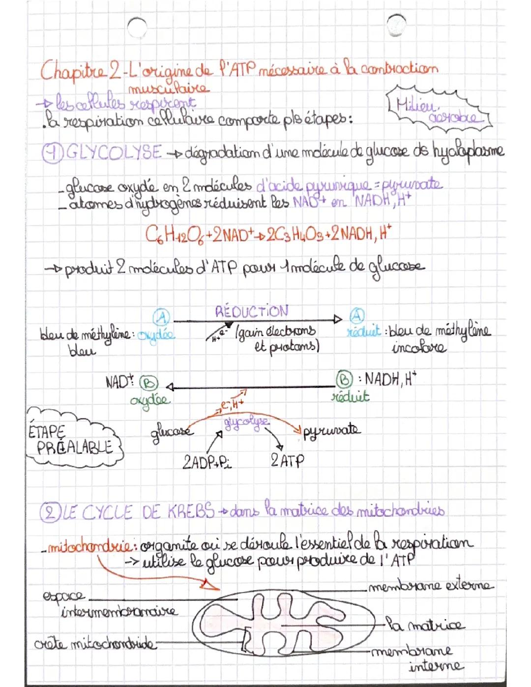 Chapitre 2 - L’origine de l’ATP nécessaire à la contraction musculaire 