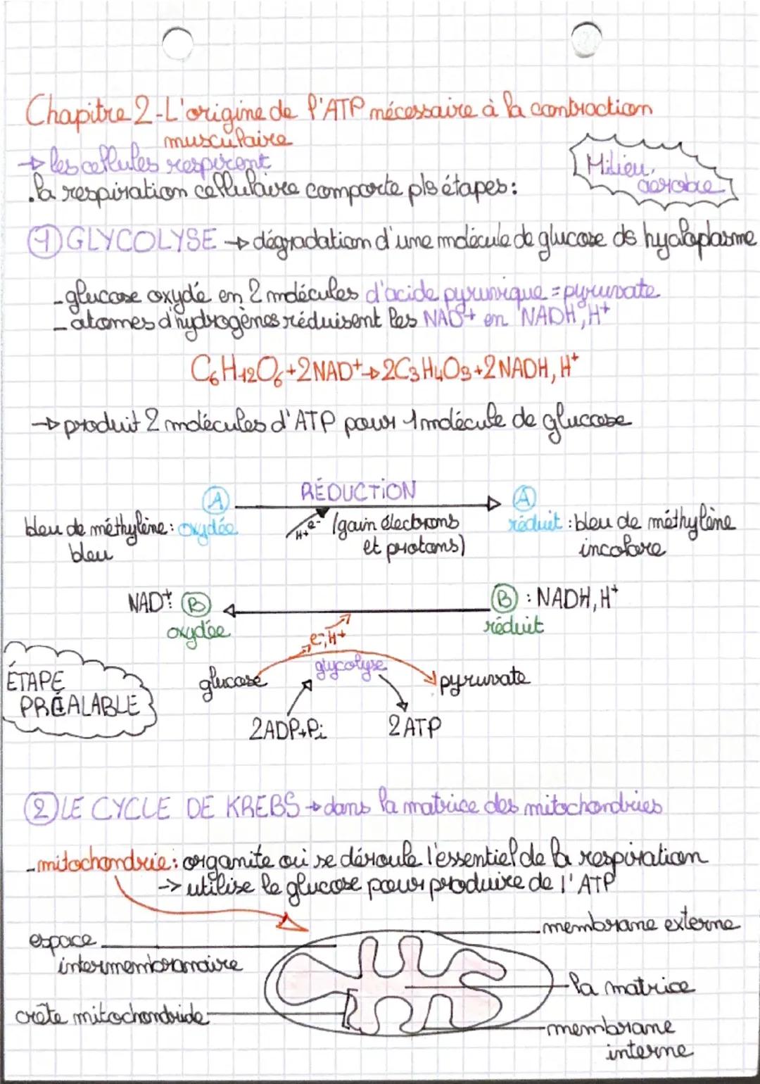 Chapitre 2-L'origine de l'ATP nécessaire à la contraction.
musculaire
+ les cellules respirent
la respiration cellulaire comporte pls étapes