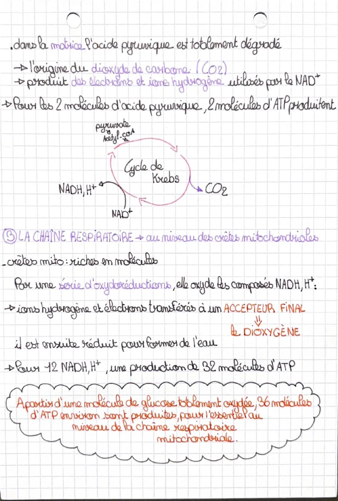 Chapitre 2-L'origine de l'ATP nécessaire à la contraction.
musculaire
+ les cellules respirent
la respiration cellulaire comporte pls étapes