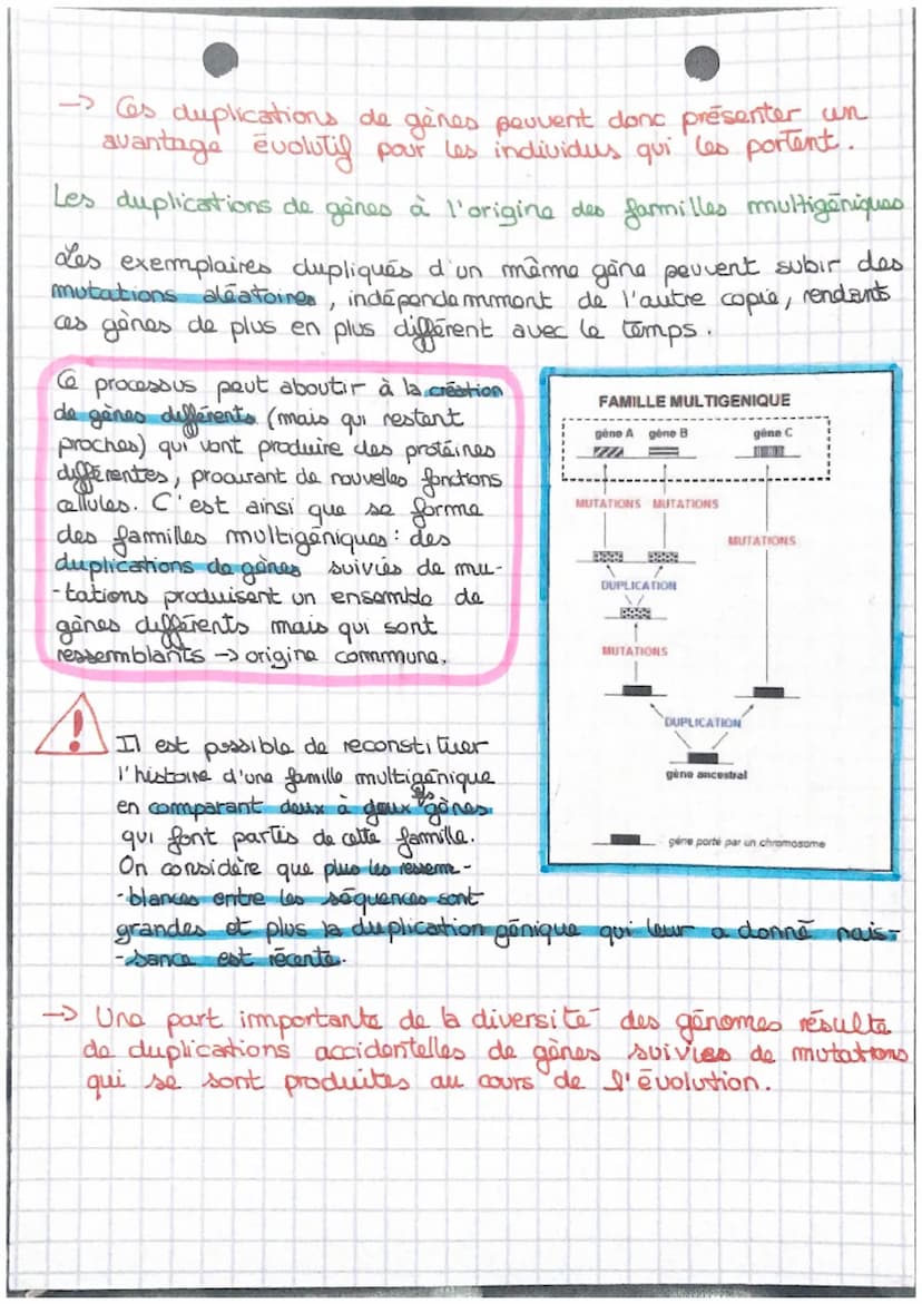 SVT
Les accidents génétiques de la mécose
I- la méiose, à l'origine d'anomalies chromosomiques.
ef
Au cours de la méiose, des
accidents peuv