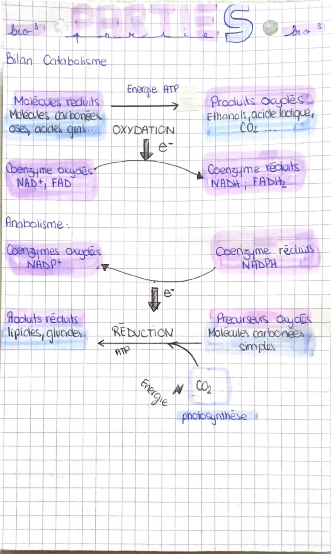 PERTIES..."
r
bio 31
Bilan Catabolisme
Energie ATP
Malécules reduits
Molecules carbonees
oses, acides gras... OXYDATION
Coenzyme oxydes
NAD 