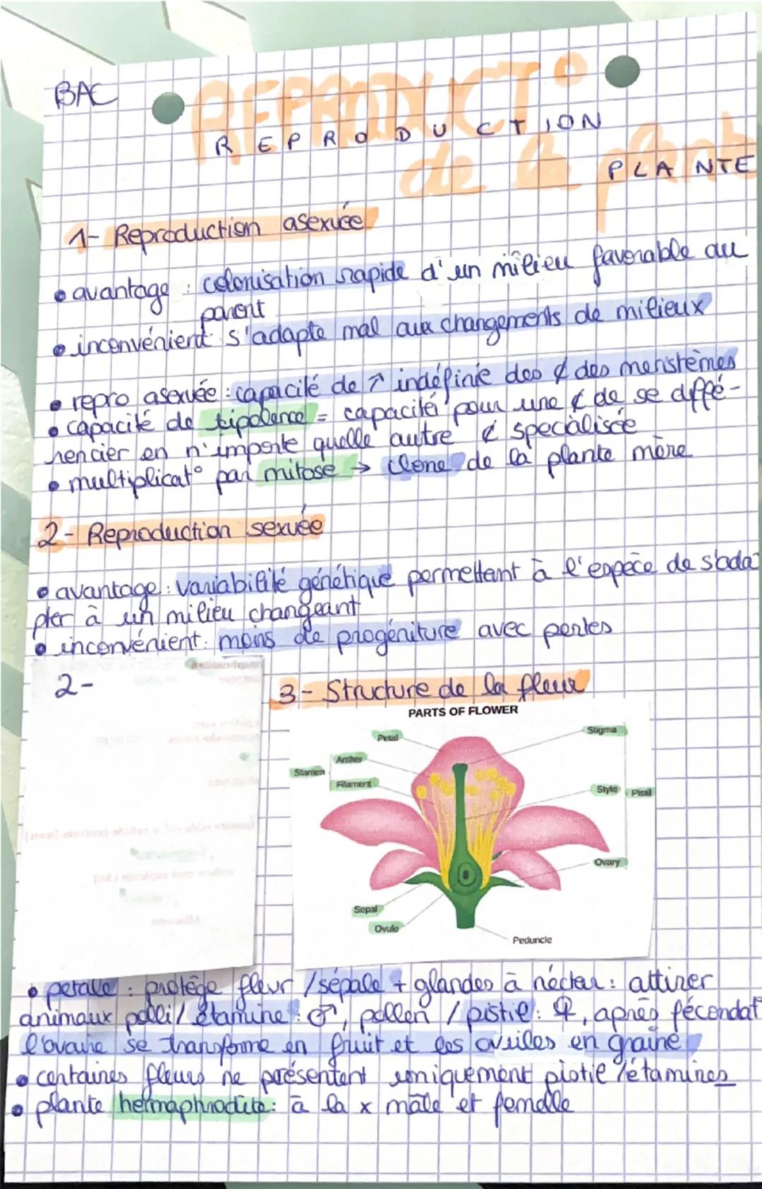 Reproduction de la plante (terminale)