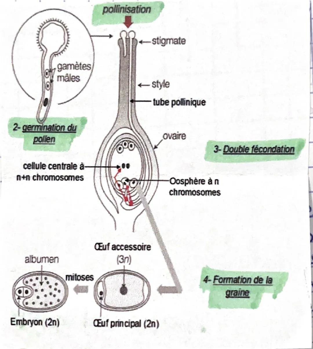 BAC
REPRODU
CTION
PLANTE
1- Reproduction asexuće
• avantage: colonisation rapide d'un milieu favorable au
parent
• inconvénient s'adapte mal