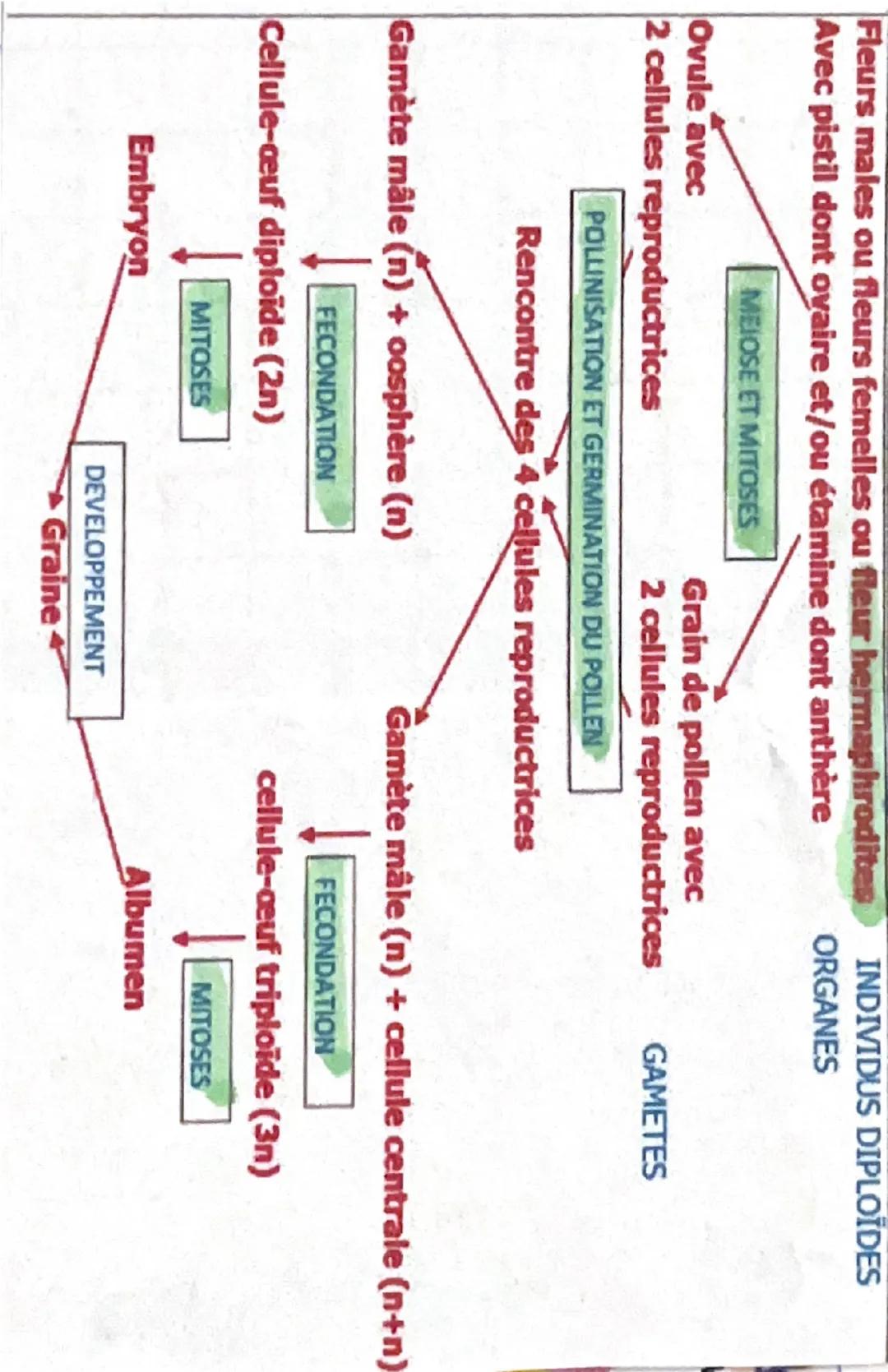 BAC
REPRODU
CTION
PLANTE
1- Reproduction asexuće
• avantage: colonisation rapide d'un milieu favorable au
parent
• inconvénient s'adapte mal