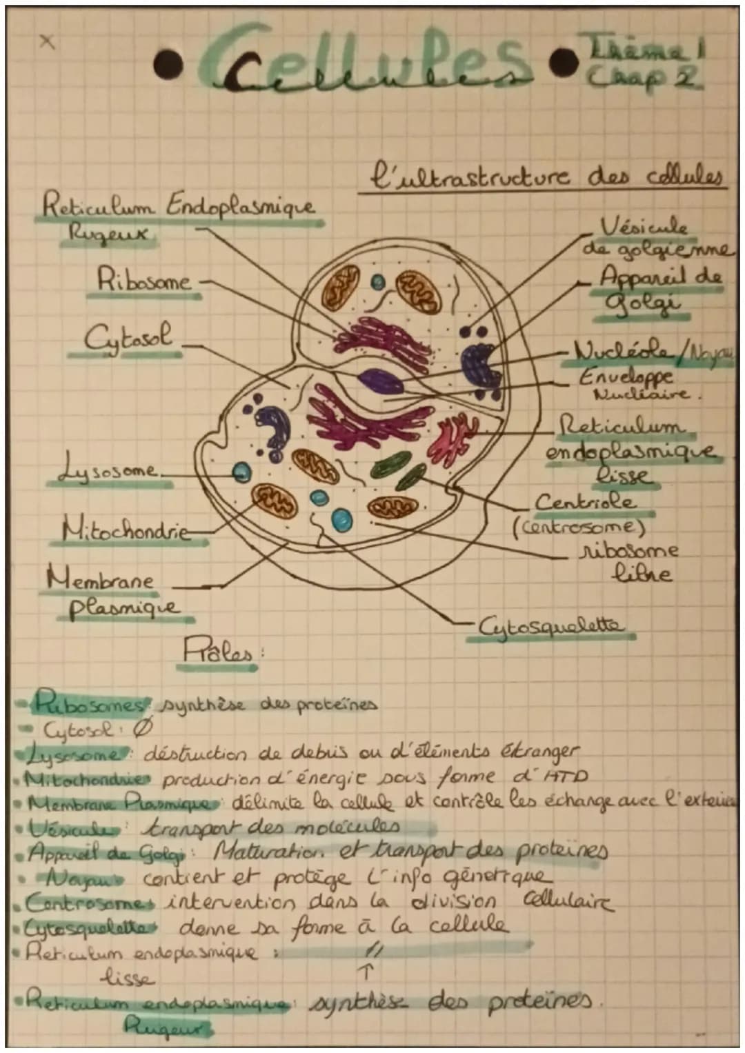 • Cellules • Thin
Reticulum Endoplasmique
Rugeux
Ribosome
Cytosol
Lysosome
Mitochondrie
Thema I
Chap 2
L'ultrastructure des cellules
Vésicul