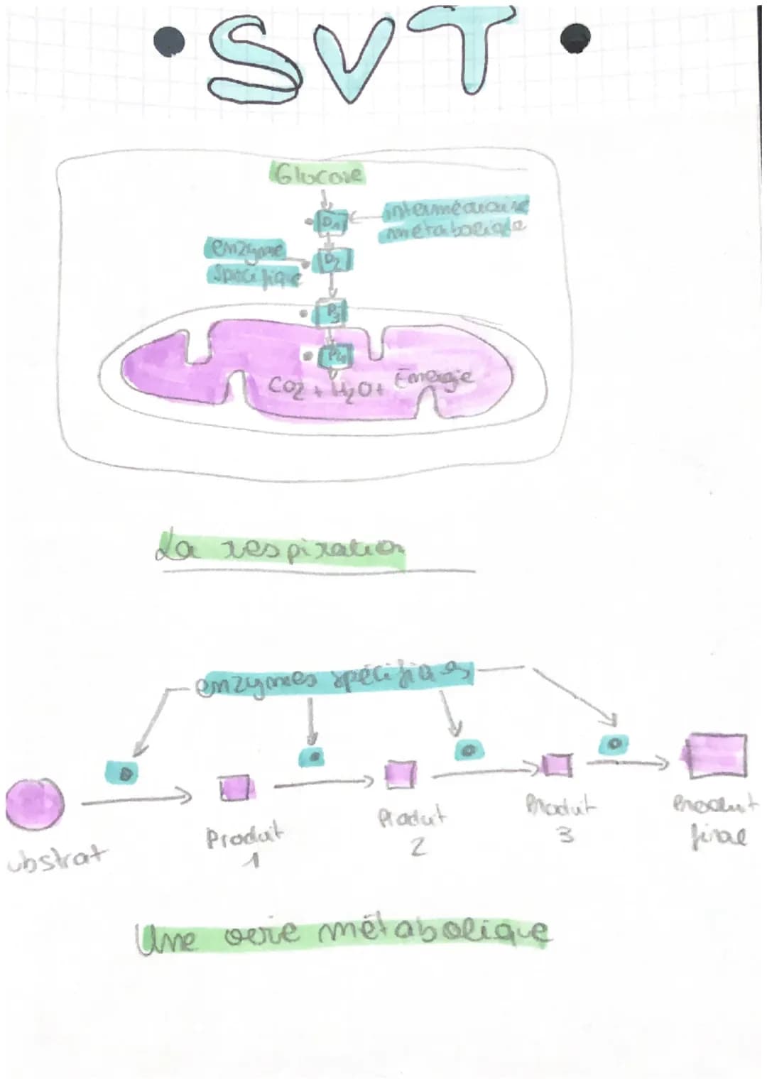 
<h2 id="lemtabolismedescellules2nde">Le métabolisme des cellules - 2nde</h2>
<p>Le métabolisme est l'ensemble de réactions biochimiques qui