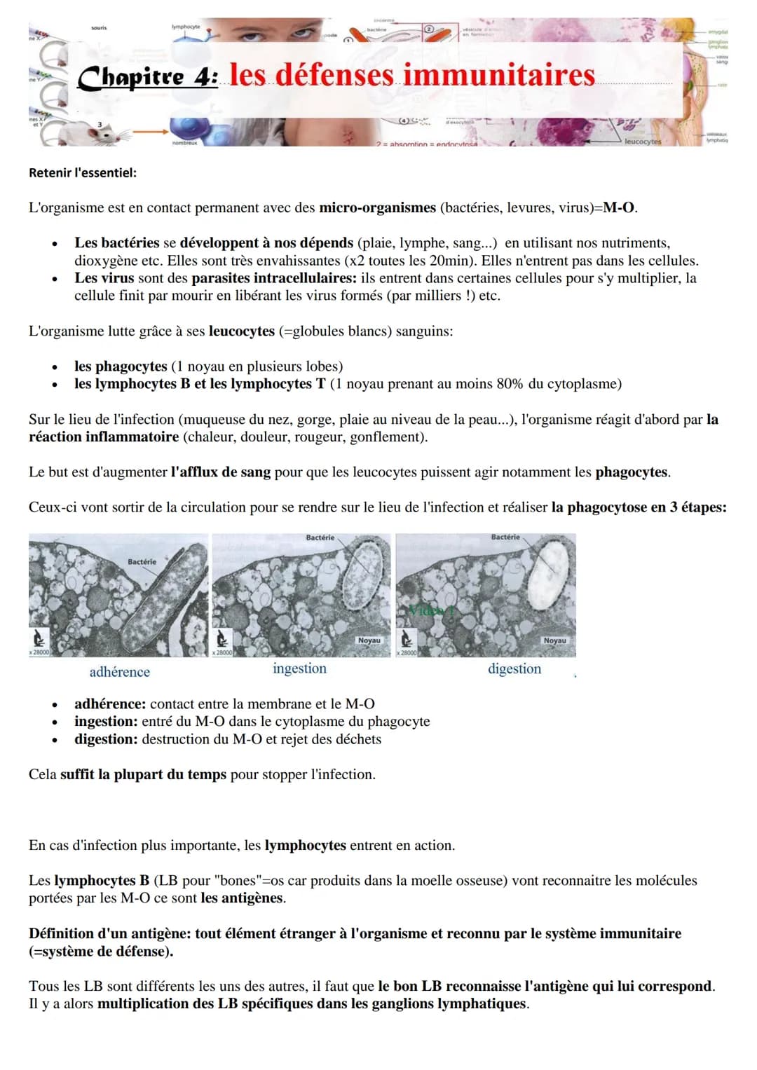 RESE
ne X
sag
Retenir l'essentiel:
●
x 28000
●
Chapitre 4: les défenses immunitaires
L'organisme est en contact permanent avec des micro-org