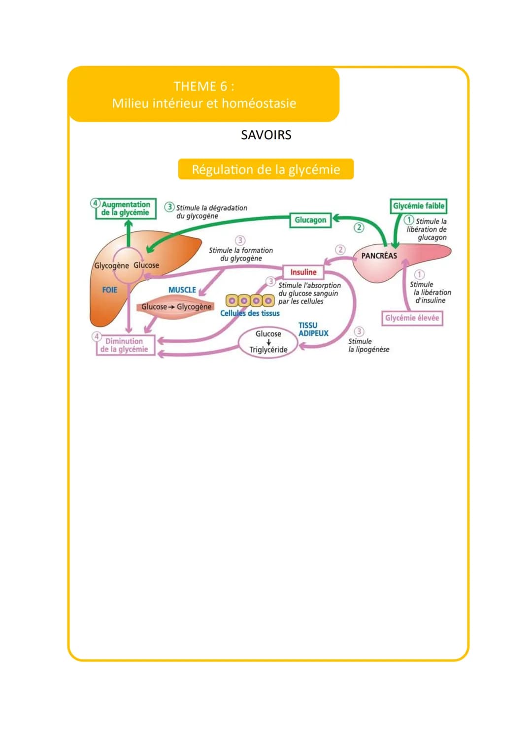 THEME 6:
Milieu intérieur et homéostasie
VOCABULAIRE
Vocabulaire
Définition
Milieu intérieur
1
Lymphe canalisée 2
Milieu
3
Sens strict milie