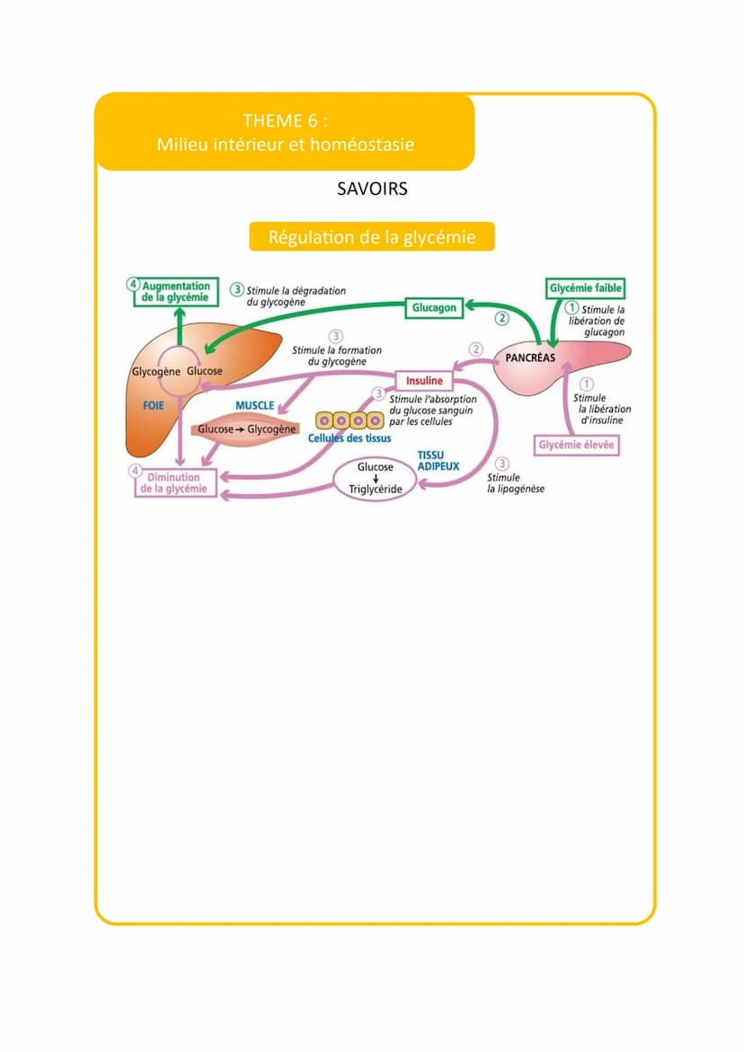 THEME 6:
Milieu intérieur et homéostasie
VOCABULAIRE
Vocabulaire
Définition
Milieu intérieur
1
Lymphe canalisée 2
Milieu
3
Sens strict milie