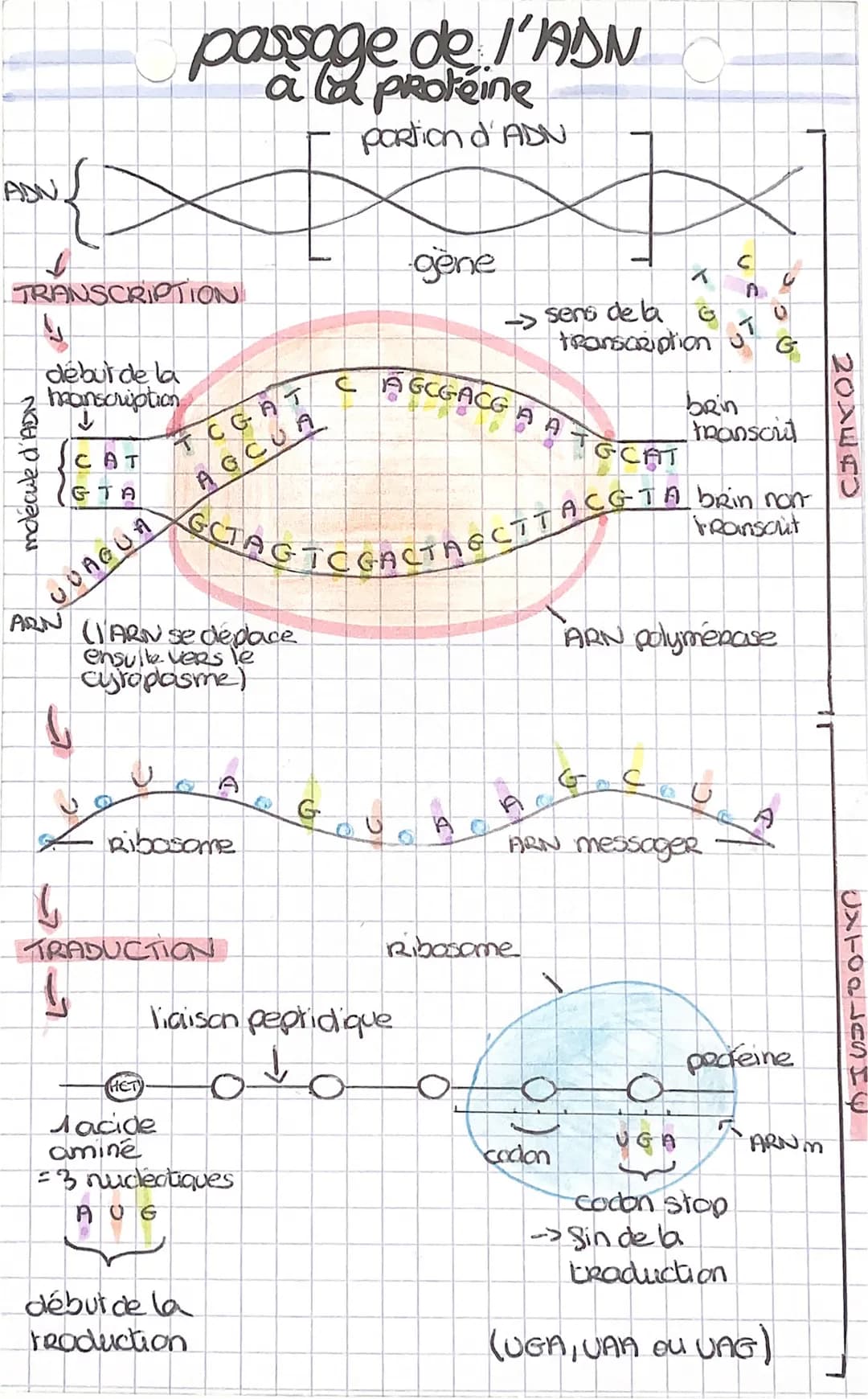 ↓
molécule d'ADN
TRANSCRIPTION.
S
début de la
manscription
↓
ARN
UVAGUA
CAT
TA
S
5
ļ
passage de l'ADN
a la protéine
portion d'ADN
TCGAT
CUA
