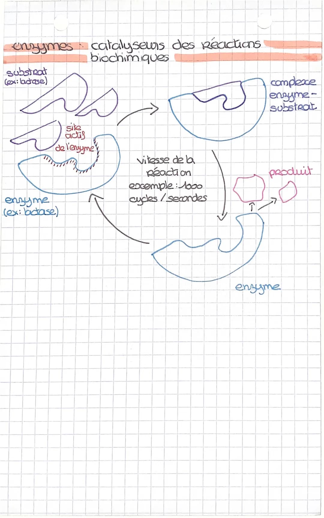 ↓
molécule d'ADN
TRANSCRIPTION.
S
début de la
manscription
↓
ARN
UVAGUA
CAT
TA
S
5
ļ
passage de l'ADN
a la protéine
portion d'ADN
TCGAT
CUA
