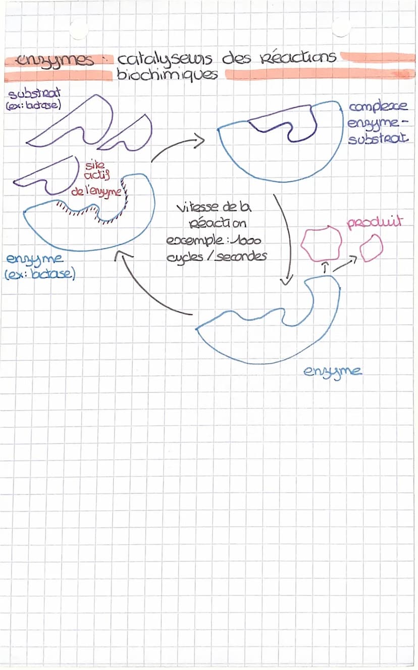 ↓
molécule d'ADN
TRANSCRIPTION.
S
début de la
manscription
↓
ARN
UVAGUA
CAT
TA
S
5
ļ
passage de l'ADN
a la protéine
portion d'ADN
TCGAT
CUA
