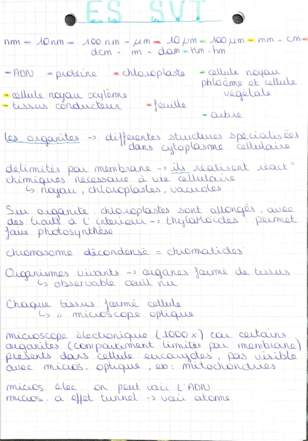 ### ES SVT

nm - 10 nm - 100 nm - $\mu$m - 10 $\mu$m - 100 $\mu$m - mm - cm-
dcm - m - dam - km - hm

- ADN - proteine - chloroplaste - cell