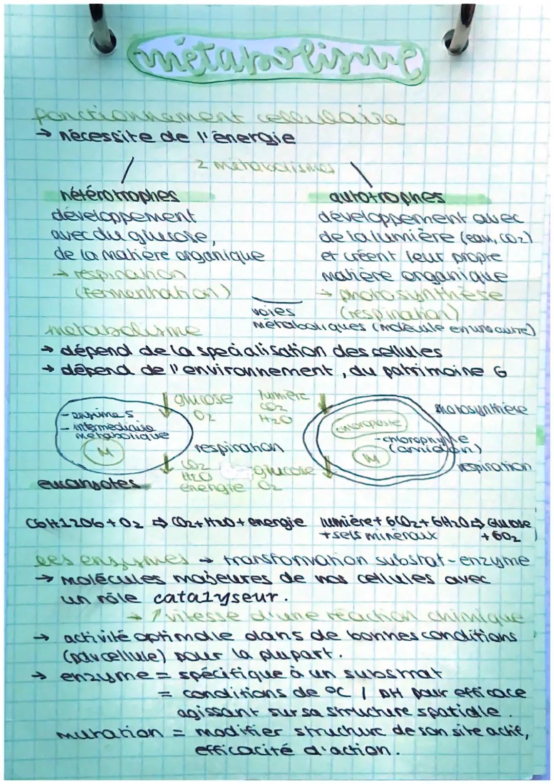 # métabolisme

fonctionnement cellulaie

→ nécessite de l'énergie

/

nétéro mophes

développement

avec du gliuole,

de la matière organiqu